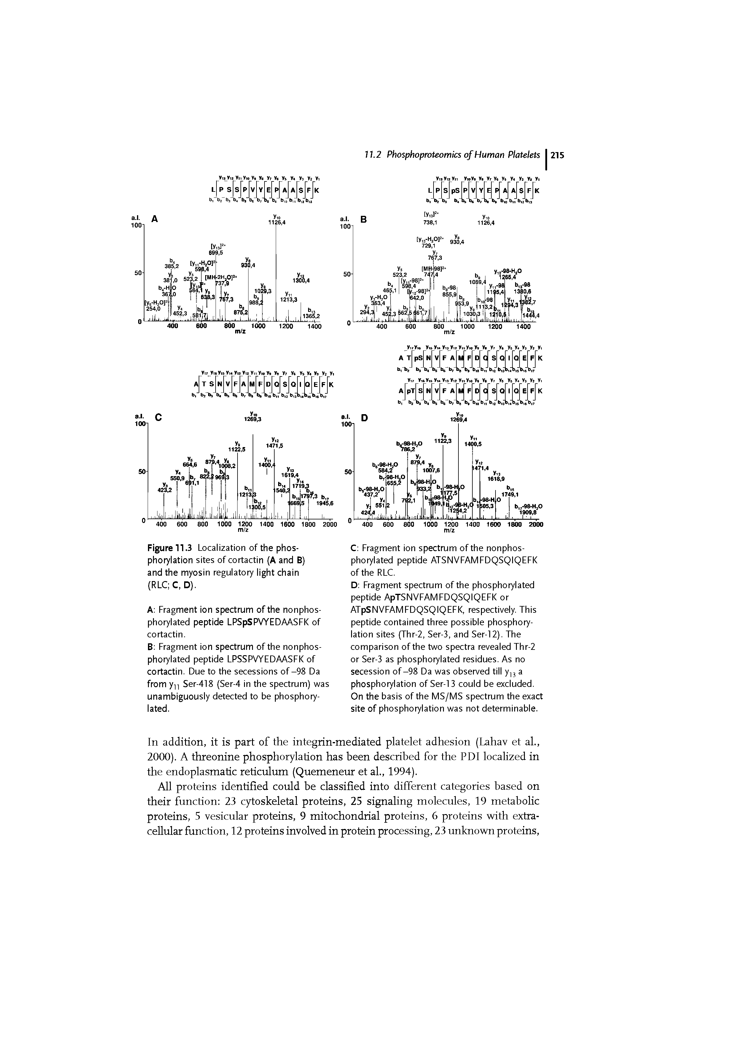 Figure 11.3 Localization of the phosphorylation sites of cortactin (A and B) and the myosin regulatory light chain (RLC C, D).