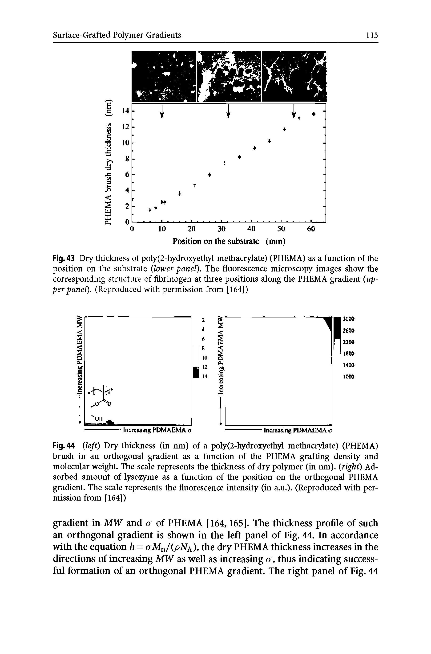 Fig. 43 Dry thickness of poly(2-hydroxyethyl methacrylate) (PHEMA) as a function of the position on the substrate (lower panel). The fluorescence microscopy images show the corresponding structure of fibrinogen at three positions along the PHEMA gradient (upper panel). (Reproduced with permission from [164])...