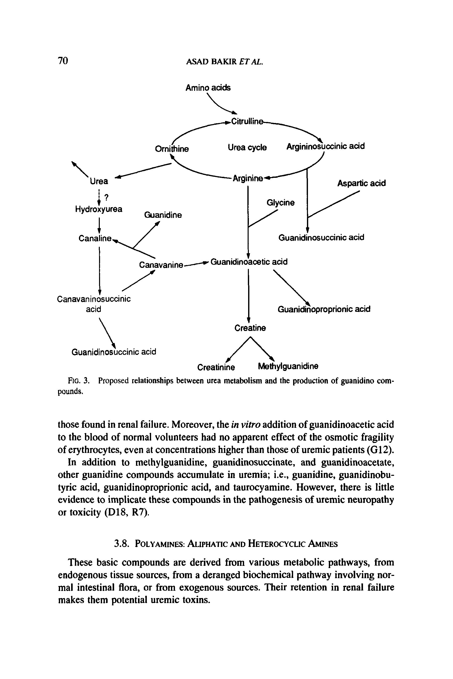Fig. 3. Proposed relationships between urea metabolism and the production of guanidino compounds.
