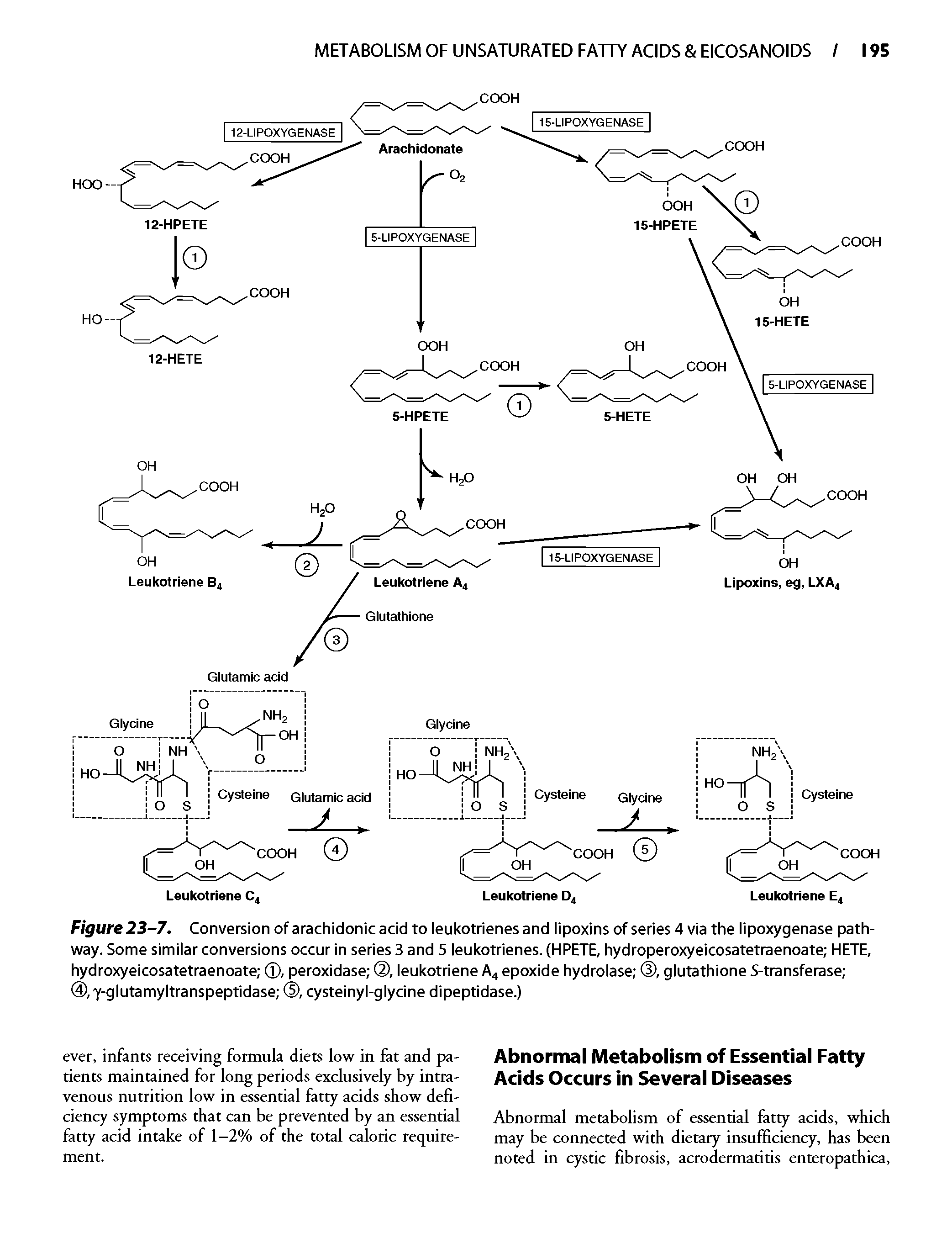 Figure 23-7. Conversion of arachidonicacid to leukotrienesand lipoxins of series 4 via the lipoxygenase pathway. Some similar conversions occur in series 3 and 5 leukotrienes. (HPETE, hydroperoxyeicosatetraenoate HETE, hydroxyeicosatetraenoate , peroxidase (2), leukotriene A4 epoxide hydrolase , glutathione S-transferase ...