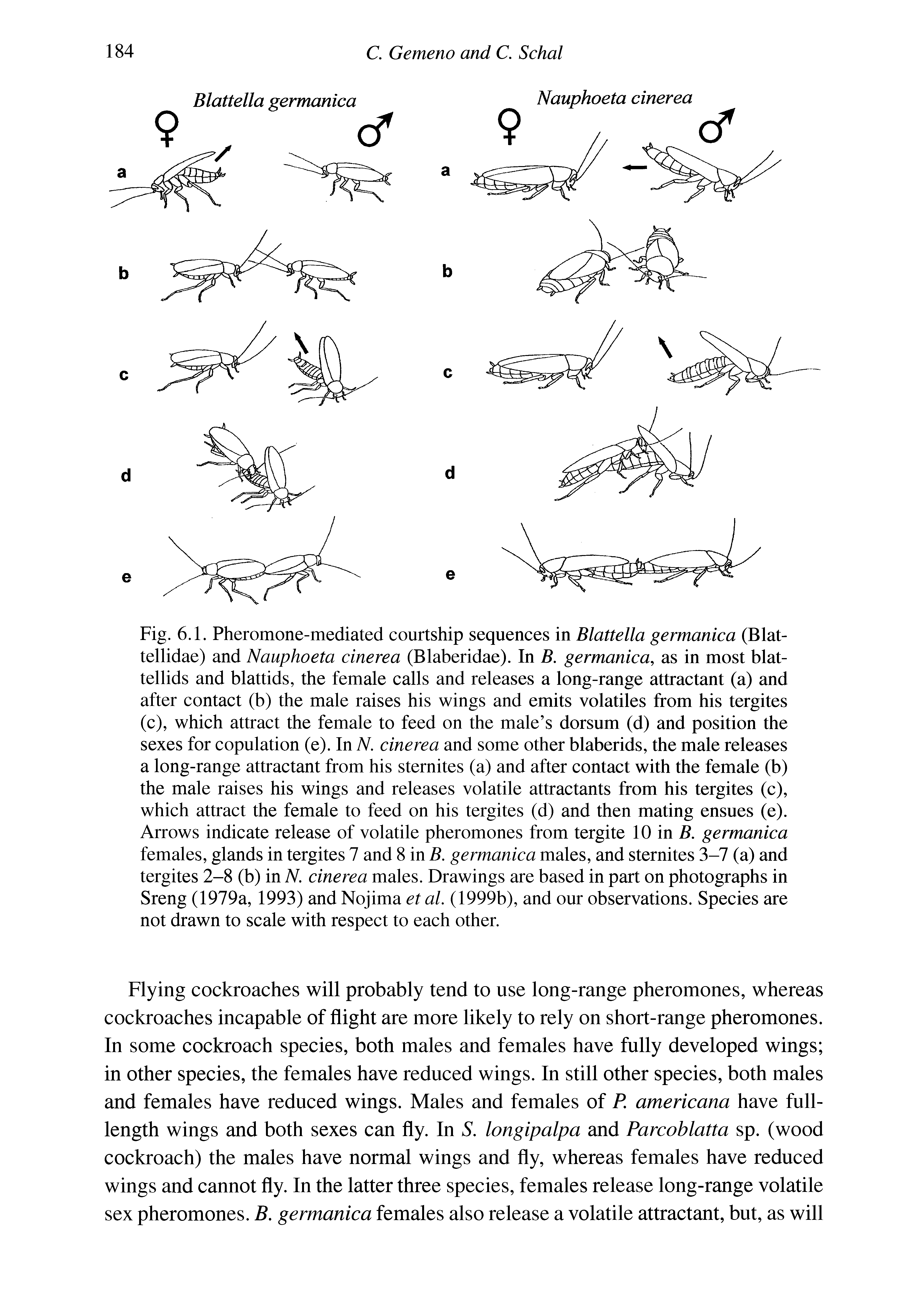 Fig. 6.1. Pheromone-mediated courtship sequences in Blattella germanica (Blat-tellidae) and Nauphoeta cinerea (Blaberidae). In B. germanica, as in most blat-tellids and blattids, the female calls and releases a long-range attractant (a) and after contact (b) the male raises his wings and emits volatiles from his tergites...