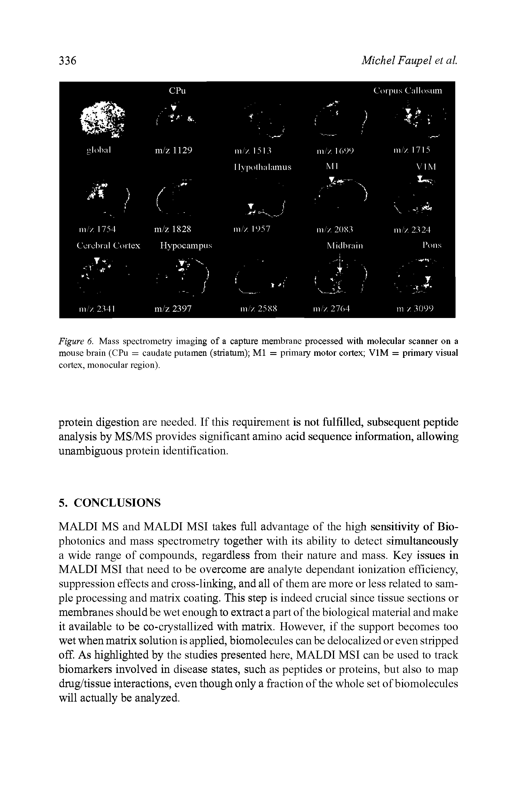 Figure 6. Mass spectrometry imaging of a capture membrane processed with molecular scanner on a mouse brain (CPu = caudate putamen (striatum) Ml = primary motor cortex VIM = primary visual cortex, monocular region).
