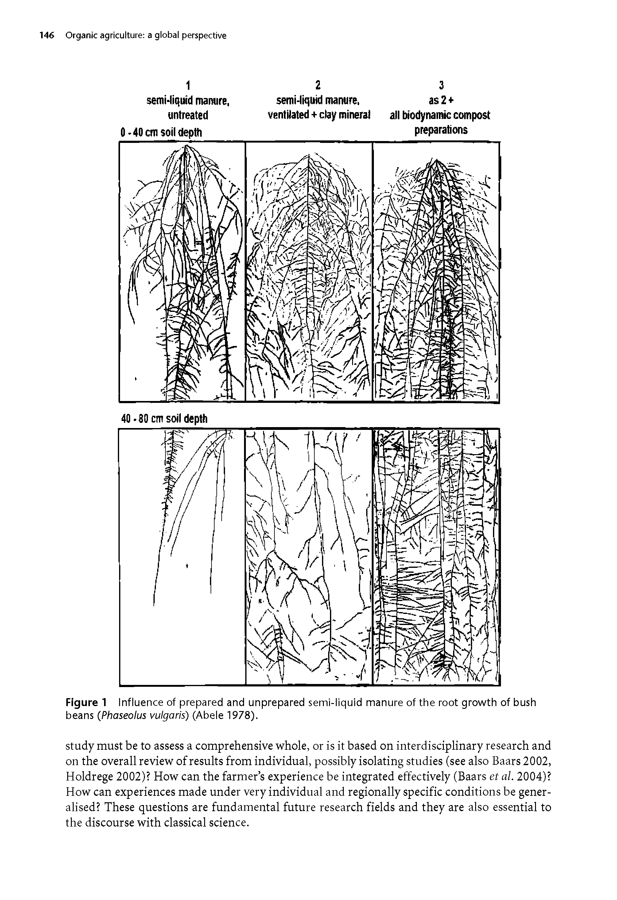 Figure 1 Influence of prepared and unprepared semi-liquid manure of the root growth of bush beans (Phaseolus vulgaris) (Abele 1978).