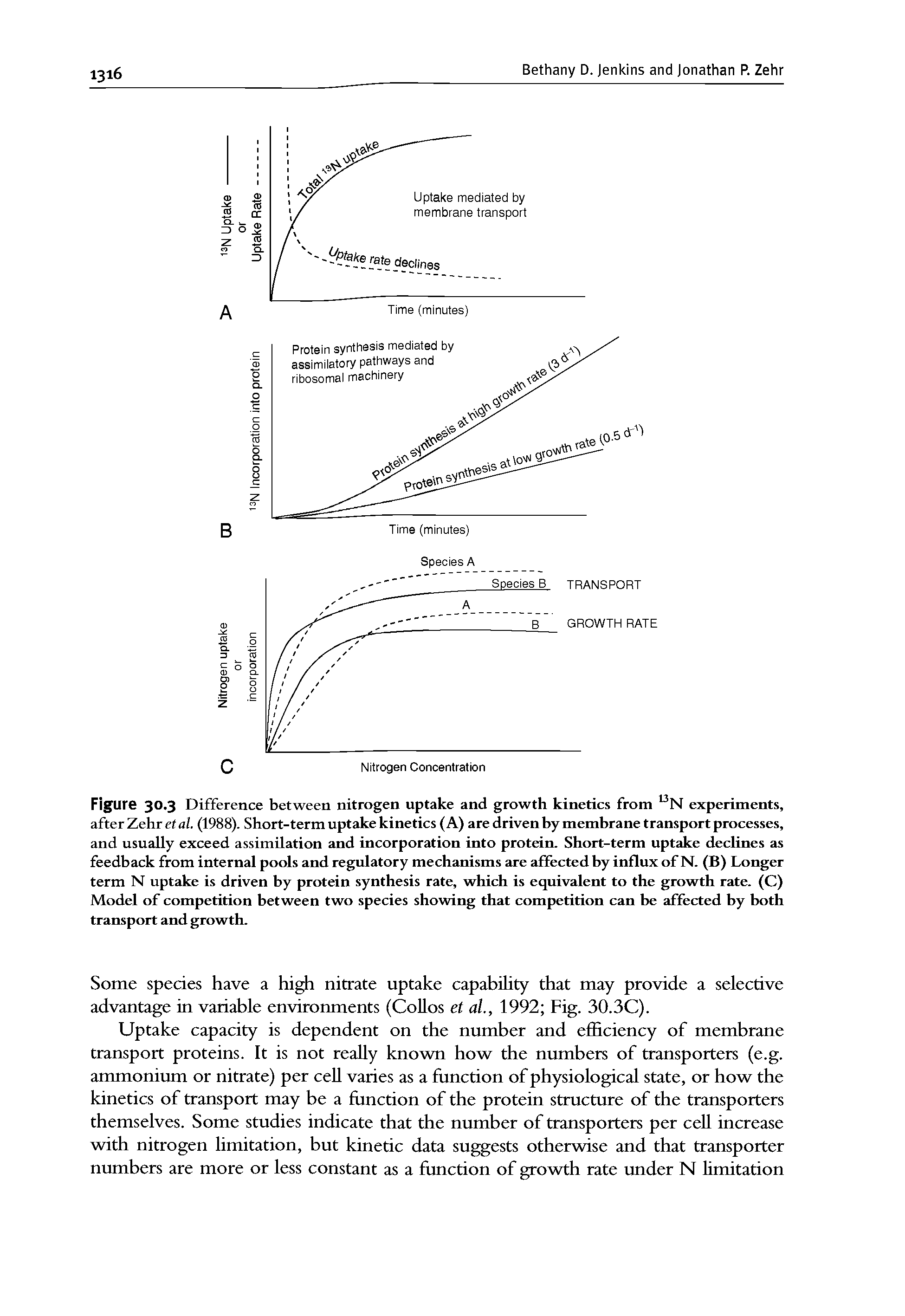 Figure 30.3 Difference between nitrogen uptake and growth kinetics from experiments, after Zehr et al. (1988). Short-term uptake kinetics (A) are driven by membrane transport processes, and usually exceed assimilation and incorporation into protein. Short-term uptake declines as feedback from internal pools and regulatory mechanisms are affected by influx of N. (B) Longer term N uptake is driven by protein synthesis rate, which is equivalent to the growth rate. (C) Model of competition between two species showing that competition can be affected by both transport and growth.