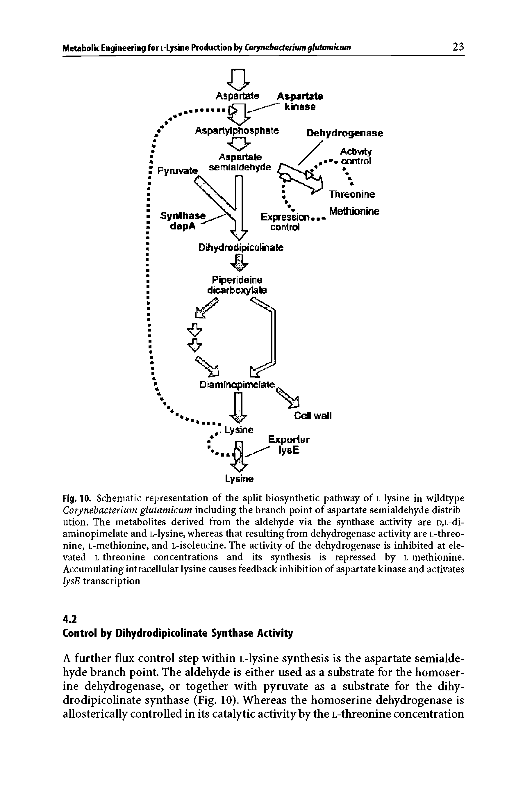 Fig. 10. Schematic representation of the split biosynthetic pathway of L-lysine in wildtype Corynebacterium glutamicum including the branch point of aspartate semialdehyde distribution. The metabolites derived from the aldehyde via the synthase activity are D,L-di-aminopimelate and L-lysine, whereas that resulting from dehydrogenase activity are L-threo-nine, L-methionine, and L-isoleucine. The activity of the dehydrogenase is inhibited at elevated L-threonine concentrations and its synthesis is repressed by L-methionine. Accumulating intracellular lysine causes feedback inhibition of aspartate kinase and activates lysE transcription...