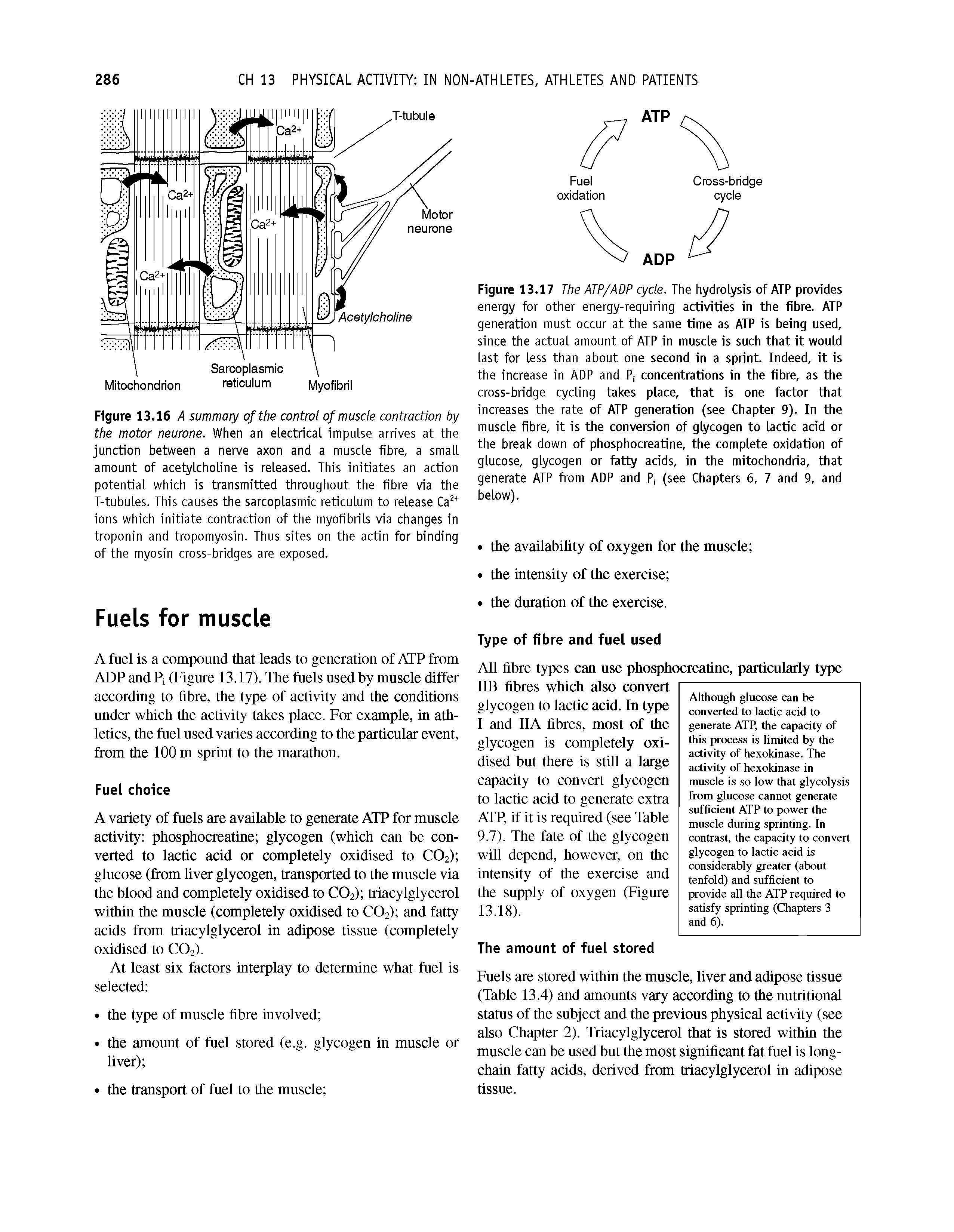 Figure 13.16 A summary of the control of muscle contraction by the motor neurone. When an electrical impulse arrives at the junction between a nerve axon and a muscle fibre, a small amount of acetylcholine is released. This initiates an action potential which is transmitted throughout the fibre via the T-tubules. This causes the sarcoplasmic reticulum to release Ca ions which initiate contraction of the myofibrils via changes in troponin and tropomyosin. Thus sites on the actin for binding of the myosin cross-bridges are exposed.