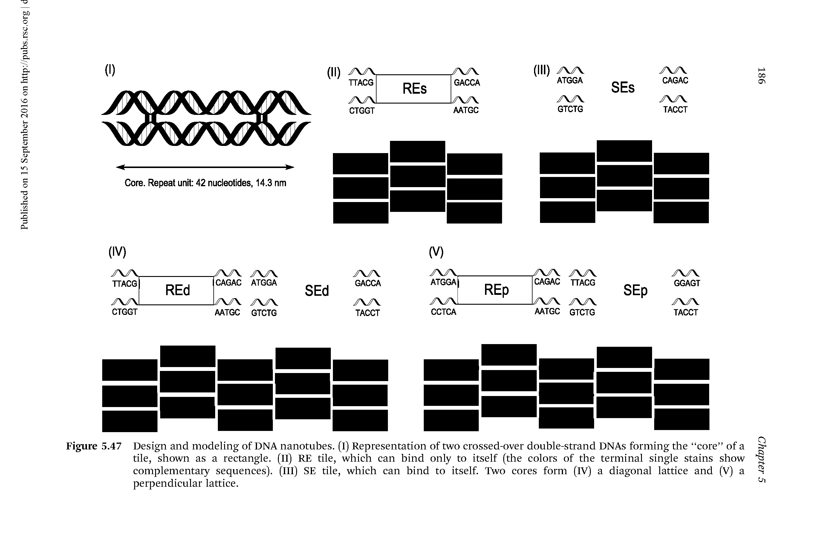 Figure 5.47 Design and modeling of DNA nanotubes. (I) Representation of two crossed-over double-strand DNAs forming the core of a tile, shown as a rectangle. (II) RE tile, which can bind only to itself (the colors of the terminal single stains show complementary sequences). (Ill) SE tile, which can bind to itself. Two cores form (IV) a diagonal lattice and (V) a perpendicular lattice. ...