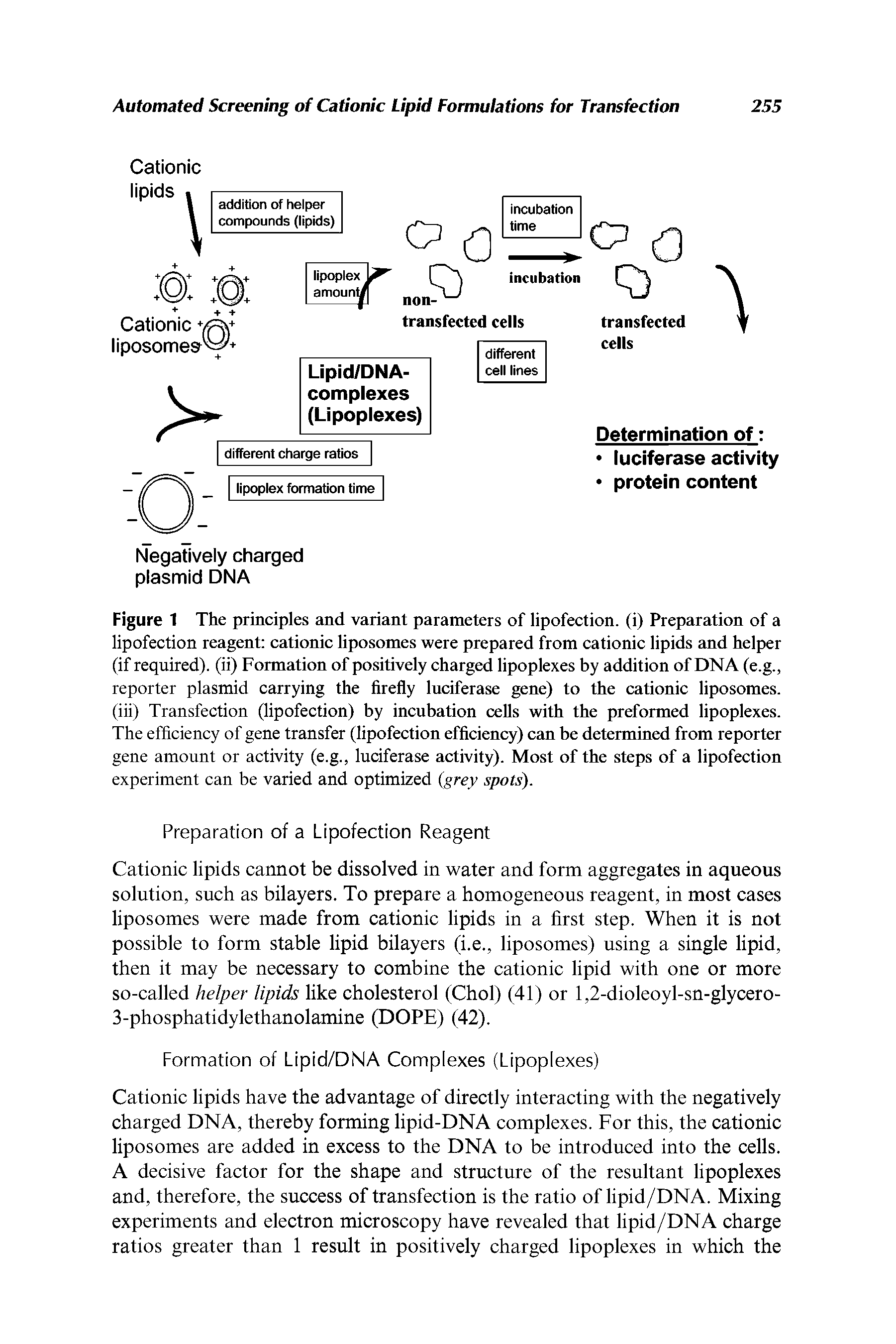 Figure 1 The principles and variant parameters of lipofection. (i) Preparation of a lipofection reagent cationic liposomes were prepared from cationic lipids and helper (if required), (ii) Formation of positively charged lipoplexes by addition of DNA (e.g., reporter plasmid carrying the firefly luciferase gene) to the cationic liposomes, (iii) Transfection (lipofection) by incubation cells with the preformed lipoplexes. The efficiency of gene transfer (lipofection efficiency) can be determined from reporter gene amount or activity (e.g., luciferase activity). Most of the steps of a lipofection experiment can be varied and optimized (grey spots).