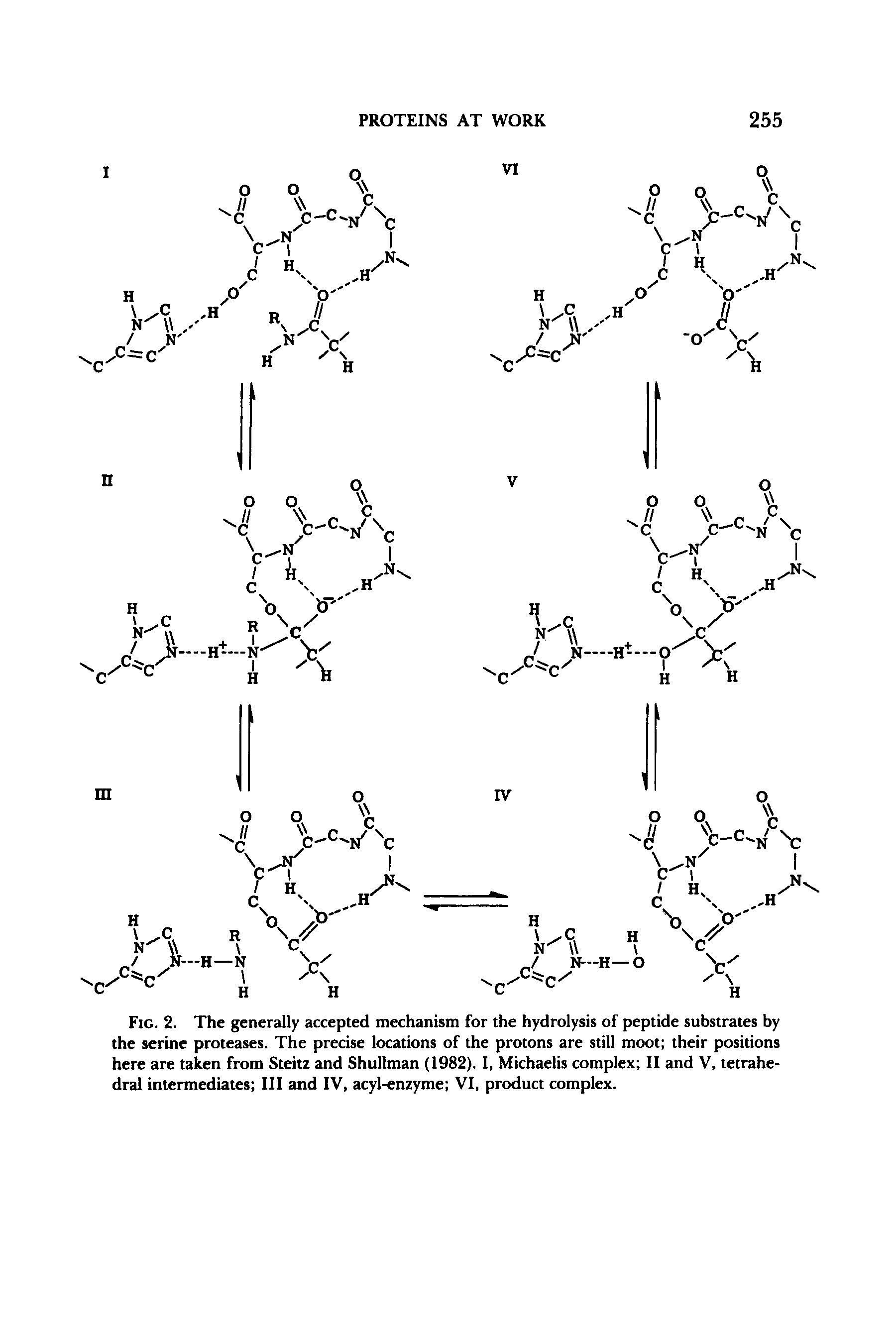 Fig. 2. The generally accepted mechanism for the hydrolysis of peptide substrates by the serine proteases. The precise locations of the protons are still moot their positions here are taken from Steitz and Shullman (1982). I, Michaelis complex II and V, tetrahedral intermediates III and IV, acyl-enzyme VI, product complex.