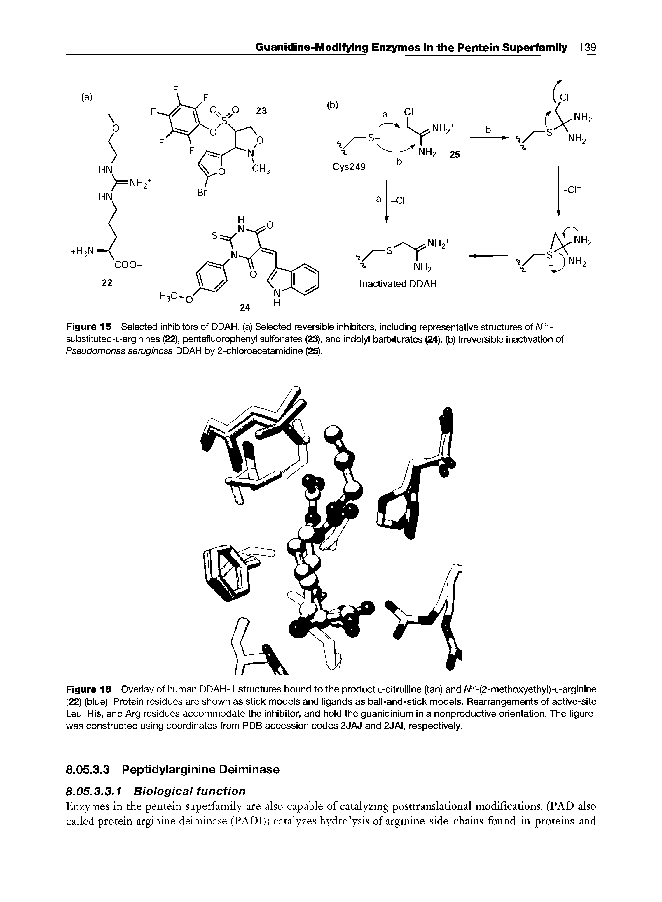 Figure 16 Overiay of human DDAH-1 structures bound to the product L-citrulline (tan) and A/ -(2-methoxyethyl)-L-arginine (22) (biue). Protein residues are shown as stick models and ligands as ball-and-stick models. Rearrangements of active-site Leu, His, and Arg residues accommodate the inhibitor, and hold the guanidinium in a nonproductive orientation. The figure was constructed using coordinates from PDB accession codes 2JAJ and 2JAI, respectively.