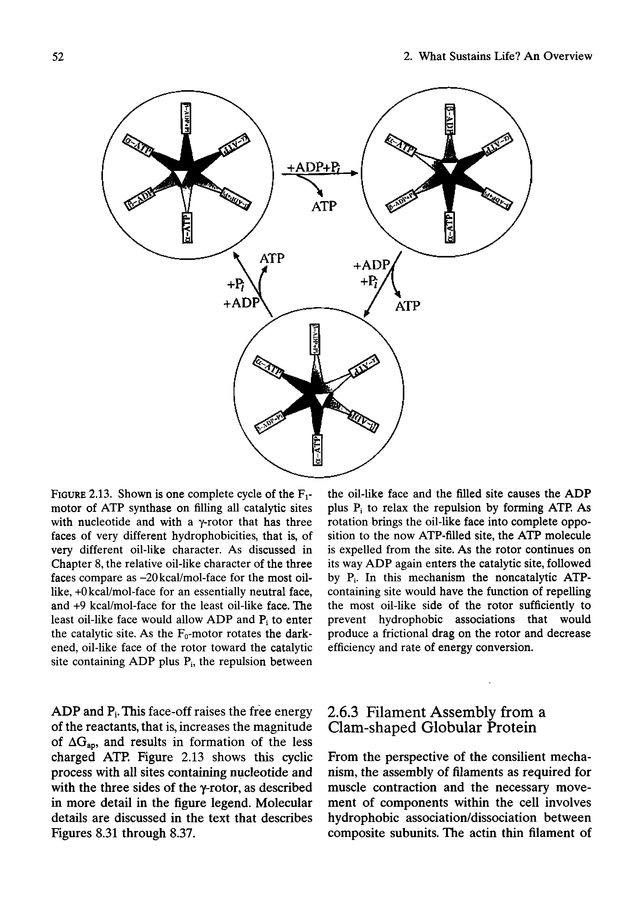 Figure 2.13. Shown is one complete cycle of the Fj-motor of ATP synthase on filling all catalytic sites with nucleotide and with a y-rotor that has three faces of very different hydrophobicities, that is, of very different oil-like character. As discussed in Chapter 8, the relative oil-like character of the three faces compare as -20kcal/mol-face for the most oillike, -i-Okcal/mol-face for an essentially neutral face, and h-9 kcal/mol-face for the least oil-like face. The least oil-like face would allow ADP and Pi to enter the catalytic site. As the Fo-motor rotates the darkened, oil-like face of the rotor toward the catalytic site containing ADP plus Pi, the repulsion between...