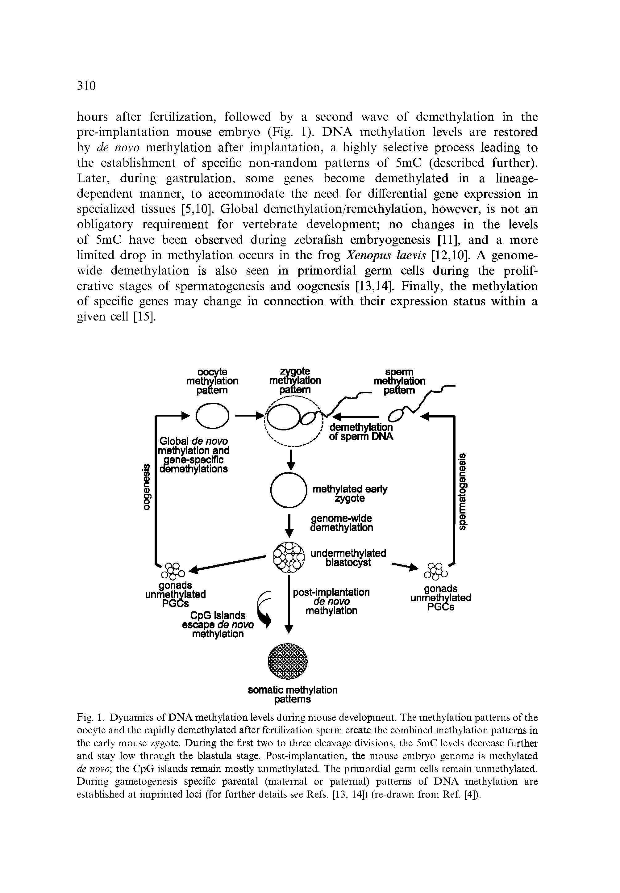 Fig. 1. Dynamics of DNA methylation levels during mouse development. The methylation patterns of the oocyte and the rapidly demethylated after fertilization sperm create the combined methylation patterns in the early mouse zygote. During the first two to three cleavage divisions, the 5mC levels decrease further and stay low through the blastula stage. Post-implantation, the mouse embryo genome is methylated de novo the CpG islands remain mostly unmethylated. The primordial germ cells remain unmethylated. During gametogenesis specific parental (maternal or paternal) patterns of DNA methylation are established at imprinted loci (for further details see Refs. [13, 14]) (re-drawn from Ref [4]).