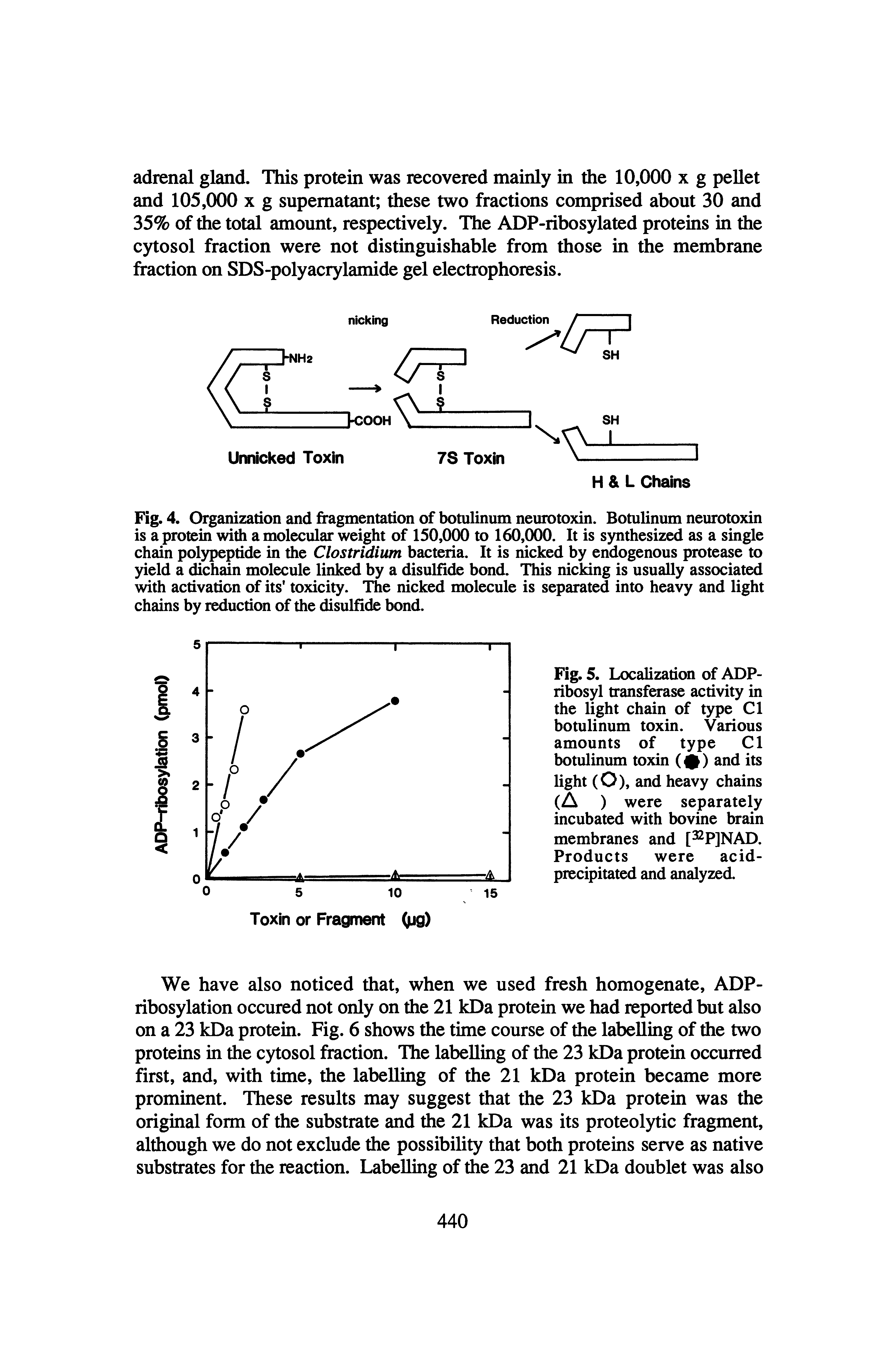 Fig. 4. Organization and fragmentation of botulinum neurotoxin. Botulinum neurotoxin is a protein with a molecular weight of 150,000 to 160,000. It is synthesized as a single chain polypeptide in the Clostridium bacteria. It is nicked by endogenous protease to yield a dichain molecule linked by a disulfide bond. This nicking is usually associated with activation of its toxicity. The nicked molecule is separated into heavy and light chains by reduction of the disulfide bond.