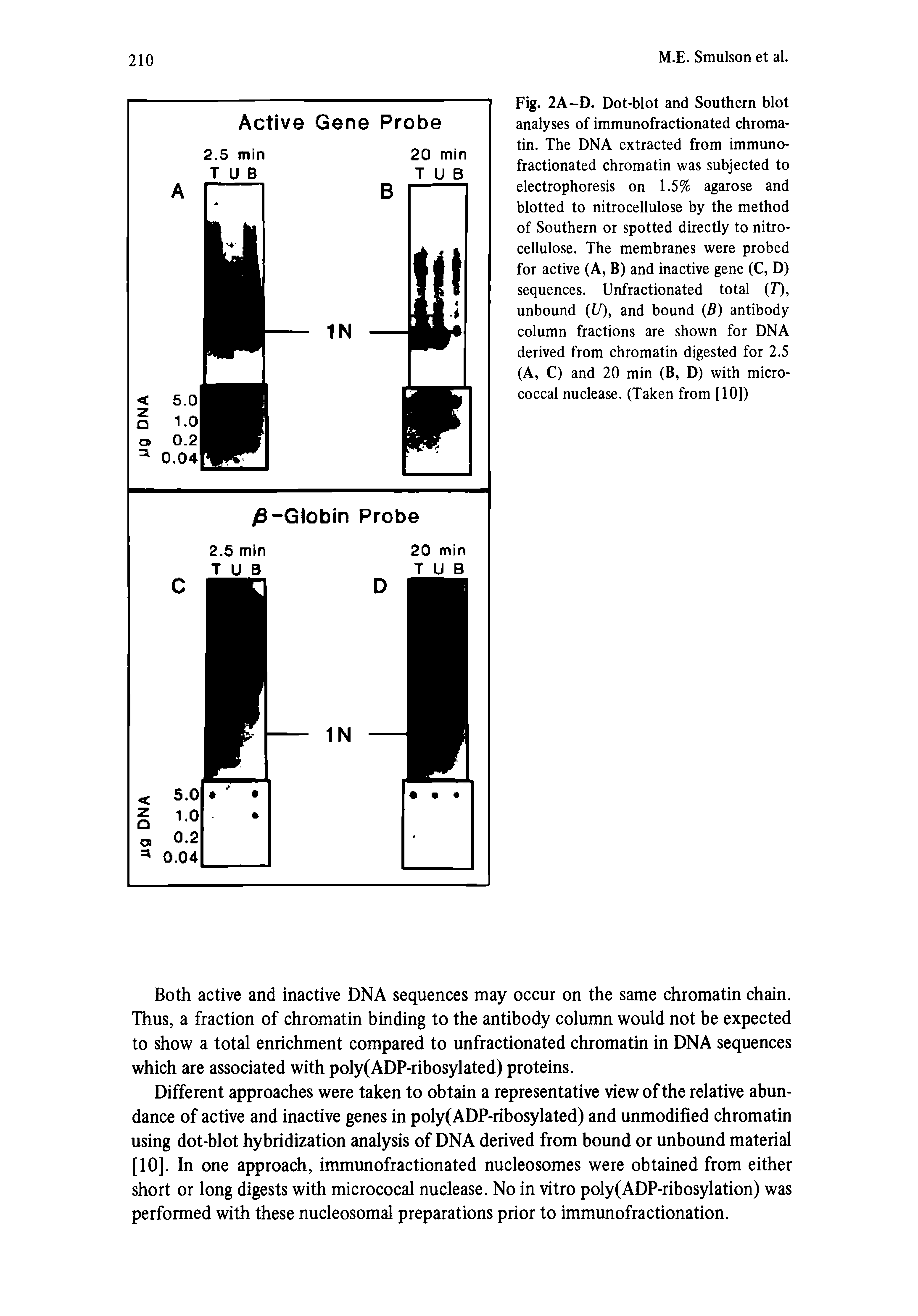 Fig. 2A-D. Dot-blot and Southern blot analyses of immunofractionated chromatin. The DNA extracted from immunofractionated chromatin was subjected to electrophoresis on 1.5% agarose and blotted to nitrocellulose by the method of Southern or spotted directly to nitrocellulose. The membranes were probed for active (A, B) and inactive gene (C, D) sequences. Unfractionated total T), unbound (U), and bound B) antibody column fractions are shown for DNA derived from chromatin digested for 2.5 (A, C) and 20 min (B, D) with micrococcal nuclease. (Taken from [10])...
