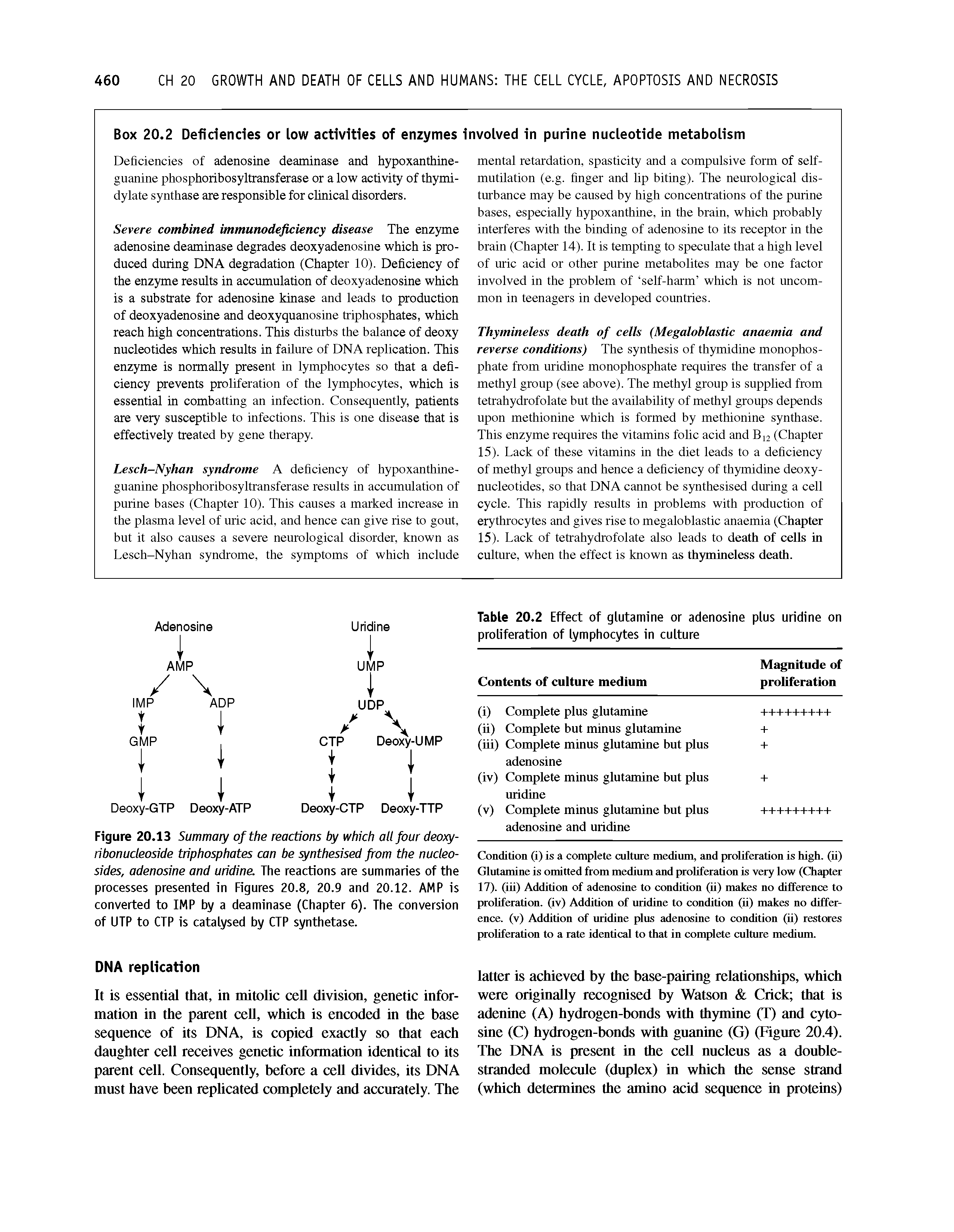 Figure 20.13 Summary of the reactions by which all four deoxy-ribonucleoside triphosphates can be synthesised from the nucleosides, adenosine and uridine. The reactions are summaries of the processes presented in Figures 20.8, 20.9 and 20.12. AMP is converted to IMP by a deaminase (Chapter 6). The conversion of UTP to CTP is catalysed by CTP synthetase.