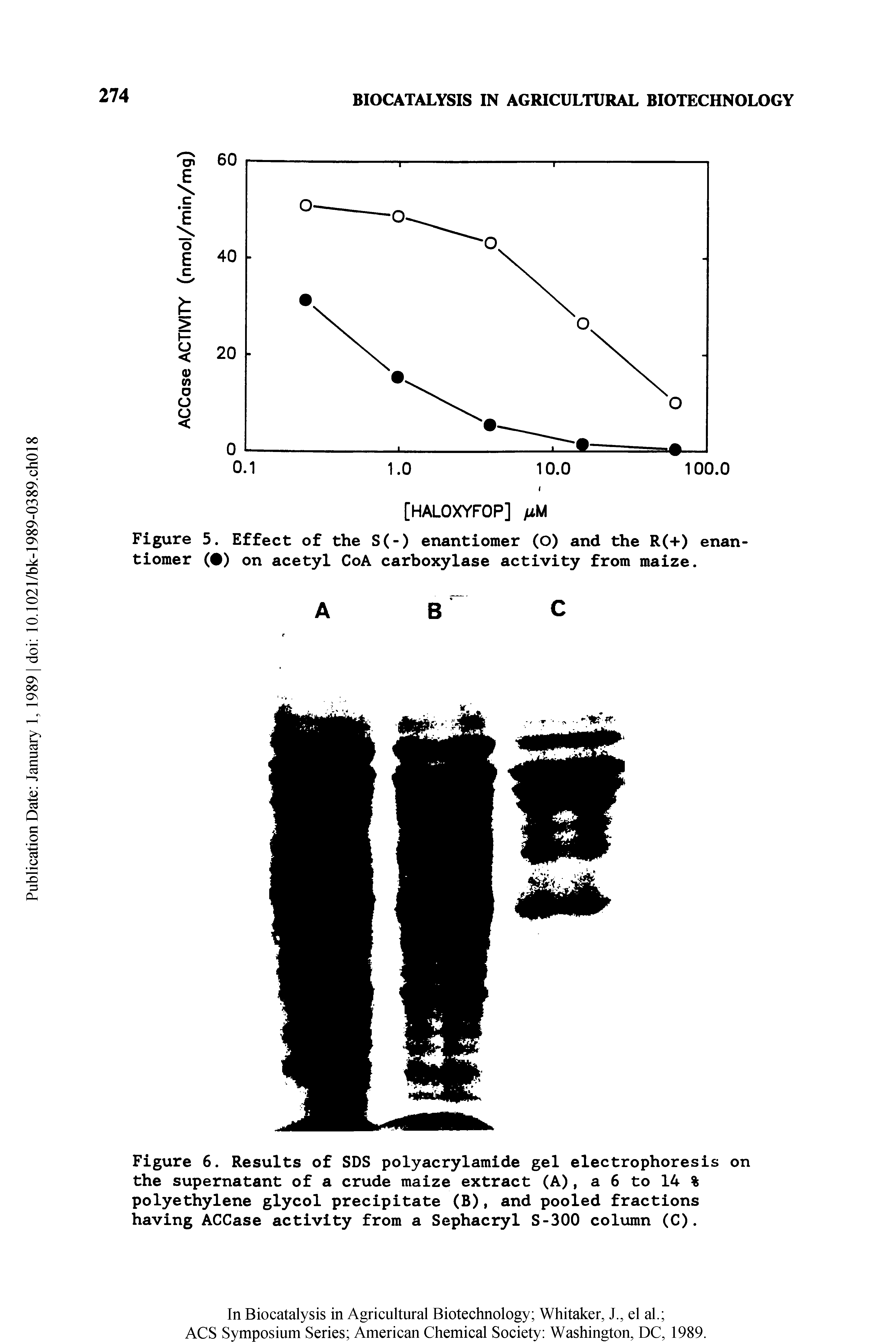 Figure 6. Results of SDS polyacrylamide gel electrophoresis on the supernatant of a crude maize extract (A), a 6 to 14 % polyethylene glycol precipitate (B), and pooled fractions having ACCase activity from a Sephacryl S-300 column (C).