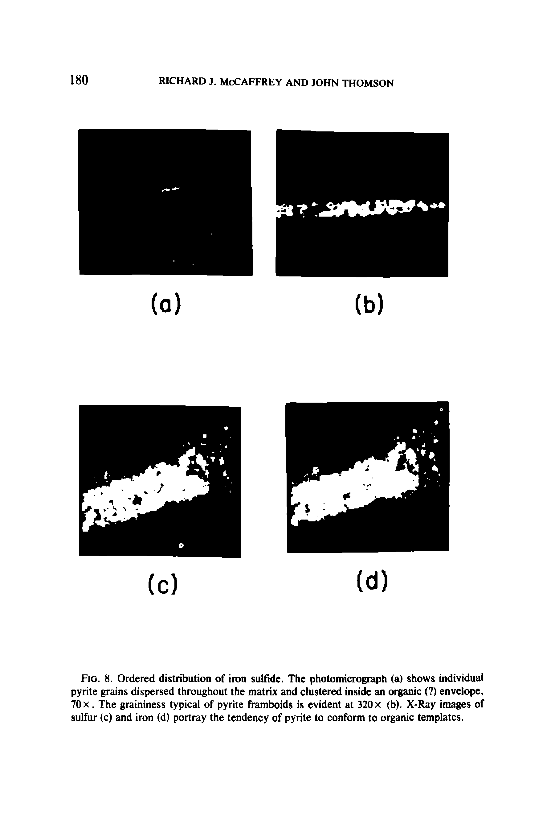 Fig. 8. Ordered distribution of iron sulfide. The photomicrograph (a) shows individual pyrite grains dispersed throughout the matrix and clustered inside an organic ( ) envelope, 70 X. The graininess typical of pyrite framboids is evident at 320 x (b). X-Ray images of sulfur (c) and iron (d) portray the tendency of pyrite to conform to organic templates.