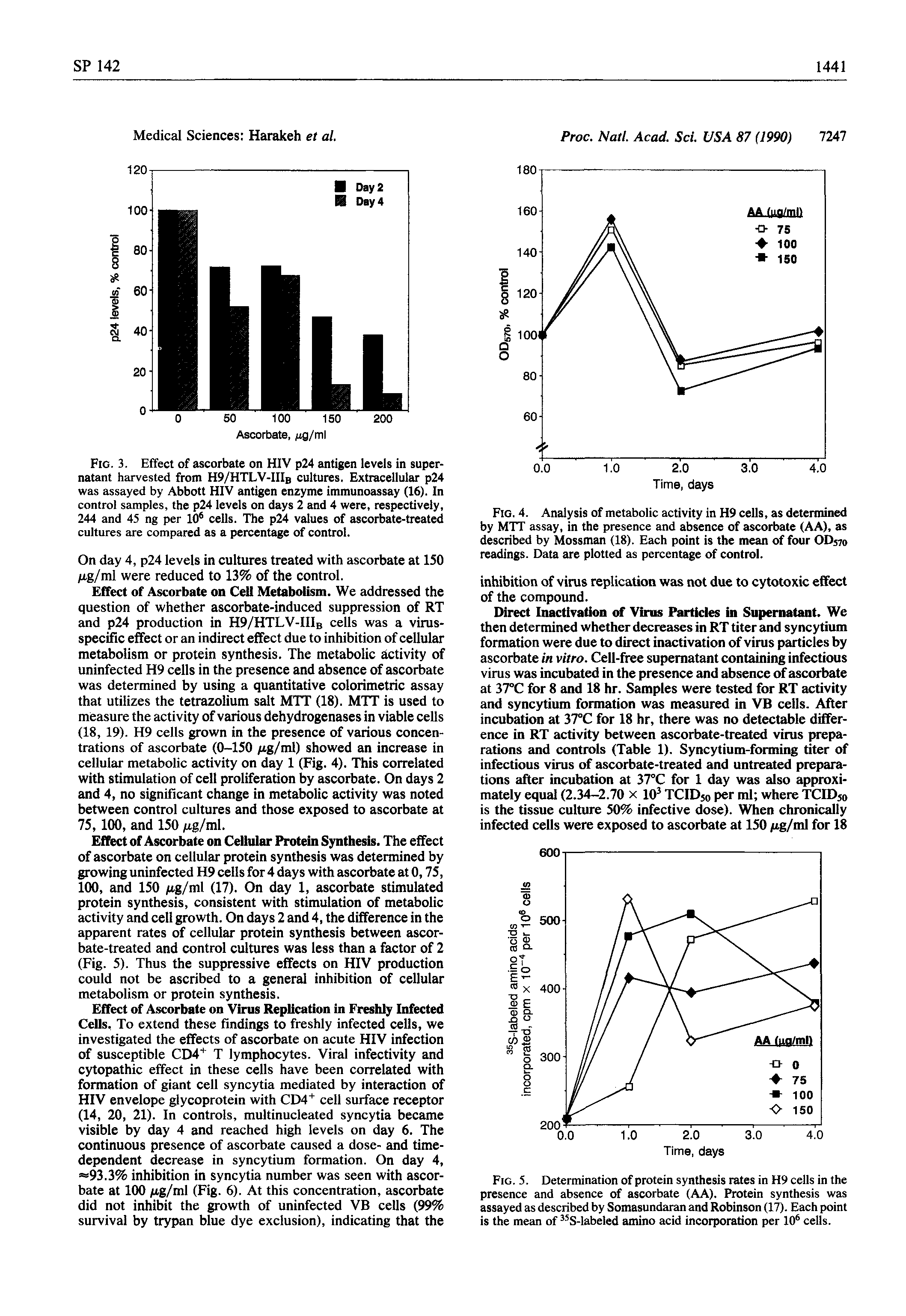 Fig. 5. Determination of protein synthesis rates in H9 ceils in the presence and absence of ascorbate (AA). Protein synthesis was assayed as described by Somasundaran and Robinson (17). Each point is the mean of S-labeled amino acid incorporation per 10 cells.
