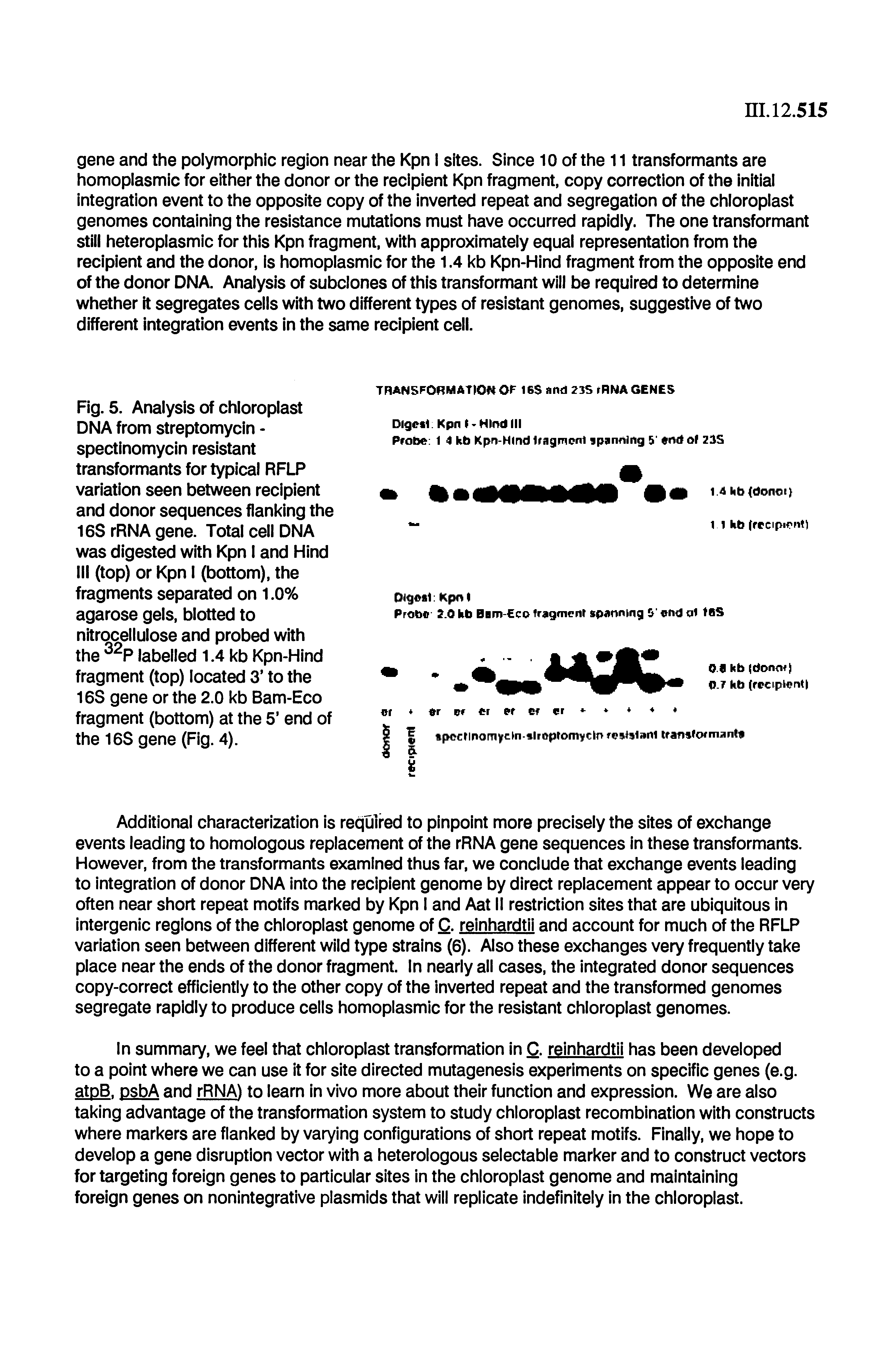 Fig. 5. Analysis of chioropiast DNA from streptomycin -spectinomycin resistant transformants for typical RFLP variation seen between recipient and donor sequences flanking the 16S rRNA gene. Total cell DNA was digested with Kpn I and Hind Ml (top) or Kpn I (bottom), the fragments separated on 1.0% agarose gels, blotted to nitrocellulose and probed with the labelled 1.4 kb Kpn-Hind fragment (top) located 3 to the 16S gene or the 2.0 kb Bam-Eco fragment (bottom) at the 5 end of the 16S gene (Fig. 4).