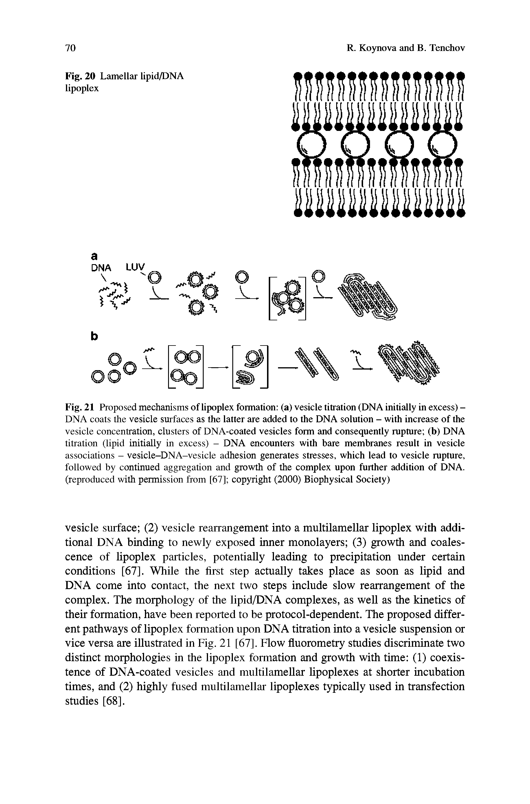 Fig. 21 Proposed mechanisms of lipoplex formation (a) vesicle titration (DNA initially in excess) -DNA coats the vesicle surfaces as the latter are added to the DNA solution - with increase of the vesicle concentration, clusters of DNA-coated vesicles form and consequently rupture (b) DNA titration (lipid initially in excess) - DNA encounters with bare membranes result in vesicle associations - vesicle-DNA-vesicle adhesion generates stresses, which lead to vesicle rupture, followed by continued aggregation and growth of the complex upon further addition of DNA. (reproduced with permission from [67] copyright (2000) Biophysical Society)...