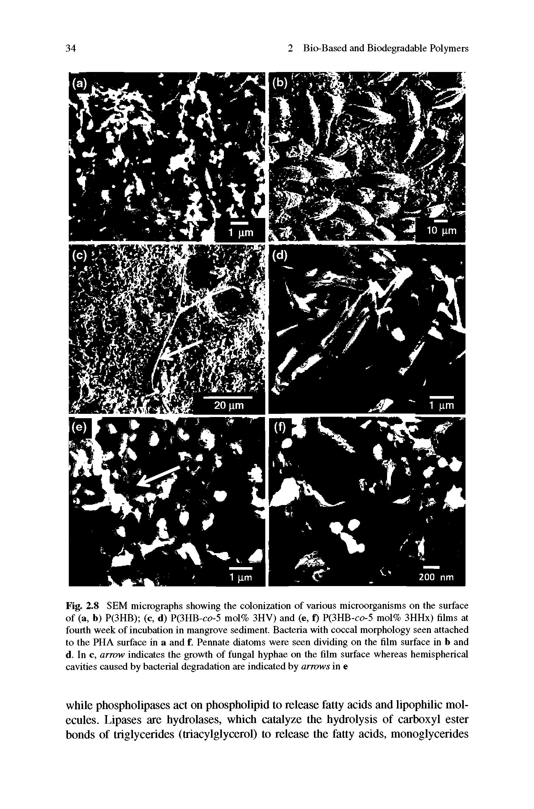 Fig. 2.8 SEM micrographs showing the colonization of various microorganisms on the surface of (a, b) P(3HB) (c, d) P(3HB-co-5 mol% 3HV) and (e, f) P(3HB-co-5 mol% 3HHx) films at fourth week of incubation in mangrove sediment. Bacteria with coccal morphology seen attached to the PHA surface in a and f. Pennate diatoms were seen dividing on the film surface in b and d. In c, arrow indicates the growth of fungal hyphae on the film surface whereas hemispherical cavities caused by bacterial degradation are indicated by arrows in e...