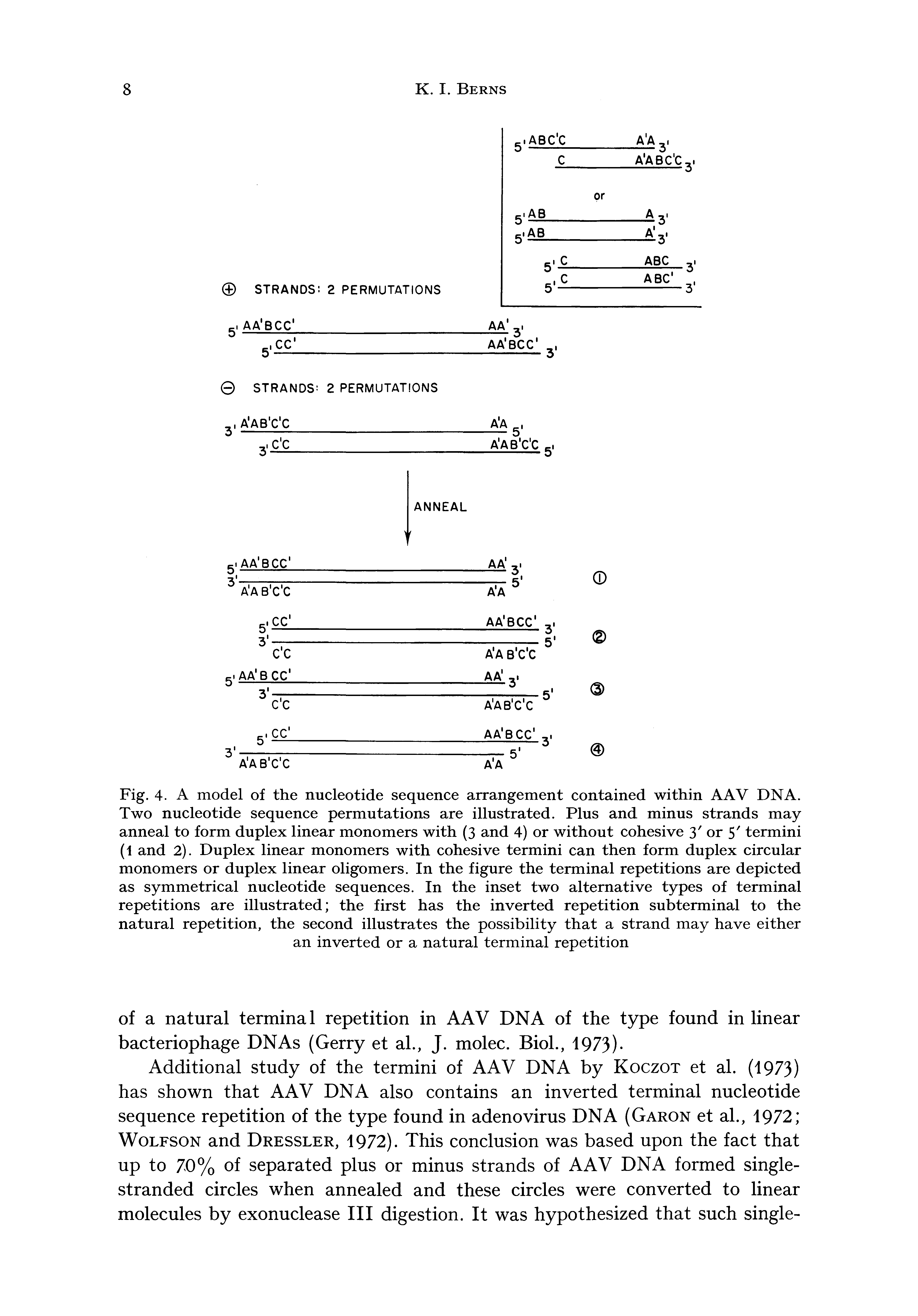 Fig. 4. A model of the nucleotide sequence arrangement contained within AAV DNA, Two nucleotide sequence permutations are illustrated. Plus and minus strands may anneal to form duplex linear monomers with (3 and 4) or without cohesive 3 or 5 termini (1 and 2). Duplex linear monomers with cohesive termini can then form duplex circular monomers or duplex linear oligomers. In the figure the terminal repetitions are depicted as symmetrical nucleotide sequences. In the inset two alternative types of terminal repetitions are illustrated the first has the inverted repetition subterminal to the natural repetition, the second illustrates the possibility that a strand may have either an inverted or a natural terminal repetition...