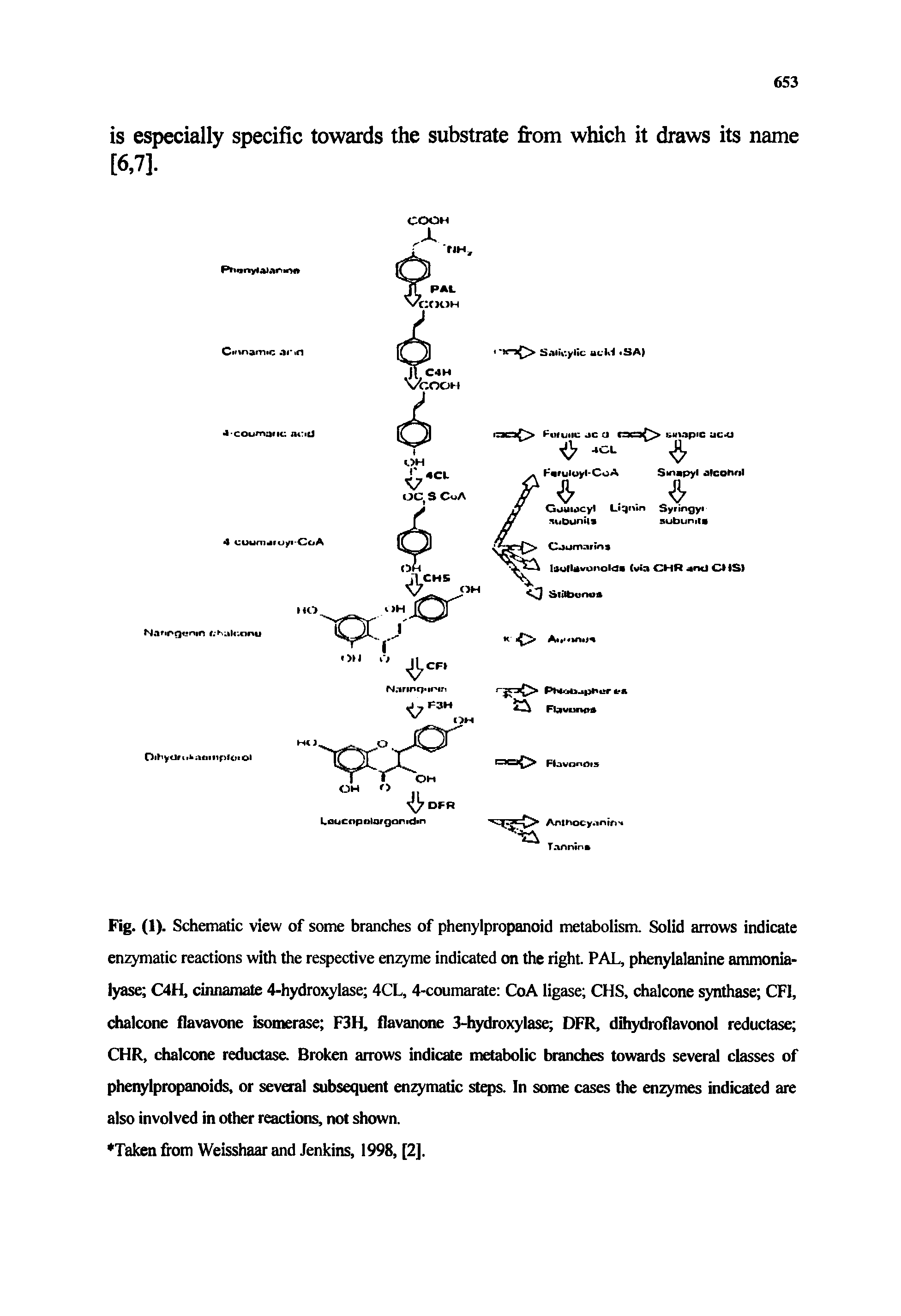 Fig. (1). Schematic view of some branches of phenylpropanoid metabolism. Solid arrows indicate enzymatic reactions with the respective enzyme indicated on the right. PAL, phenylalanine ammonia-lyase C4H, cinnamate 4-hydroxylase 4CL, 4-coumarate CoA ligase CHS, chalcone synthase CF1, chalcone flavavone isomerase F3H, flavanone 3-hydroxylase DFR, dihydroflavonol reductase CHR, chalcone reductase. Broken arrows indicate metabolic branches towards several classes of phenylpropanoids, or several subsequent enzymatic steps. In some cases the enzymes indicated are also involved in other reactions, not shown.