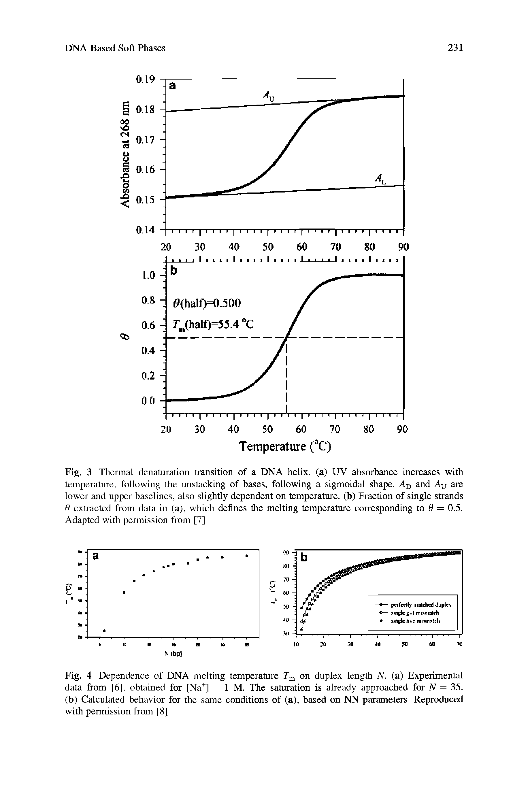 Fig. 3 Thermal denaturation transition of a DNA helix, (a) UV absorbance increases with temperature, following the unstacking of bases, following a sigmoidal shape. AD and Au are lower and upper baselines, also slightly dependent on temperature, (b) Fraction of single strands 6 extracted from data in (a), which defines the melting temperature corresponding to 9 = 0.5. Adapted with permission from [7]...