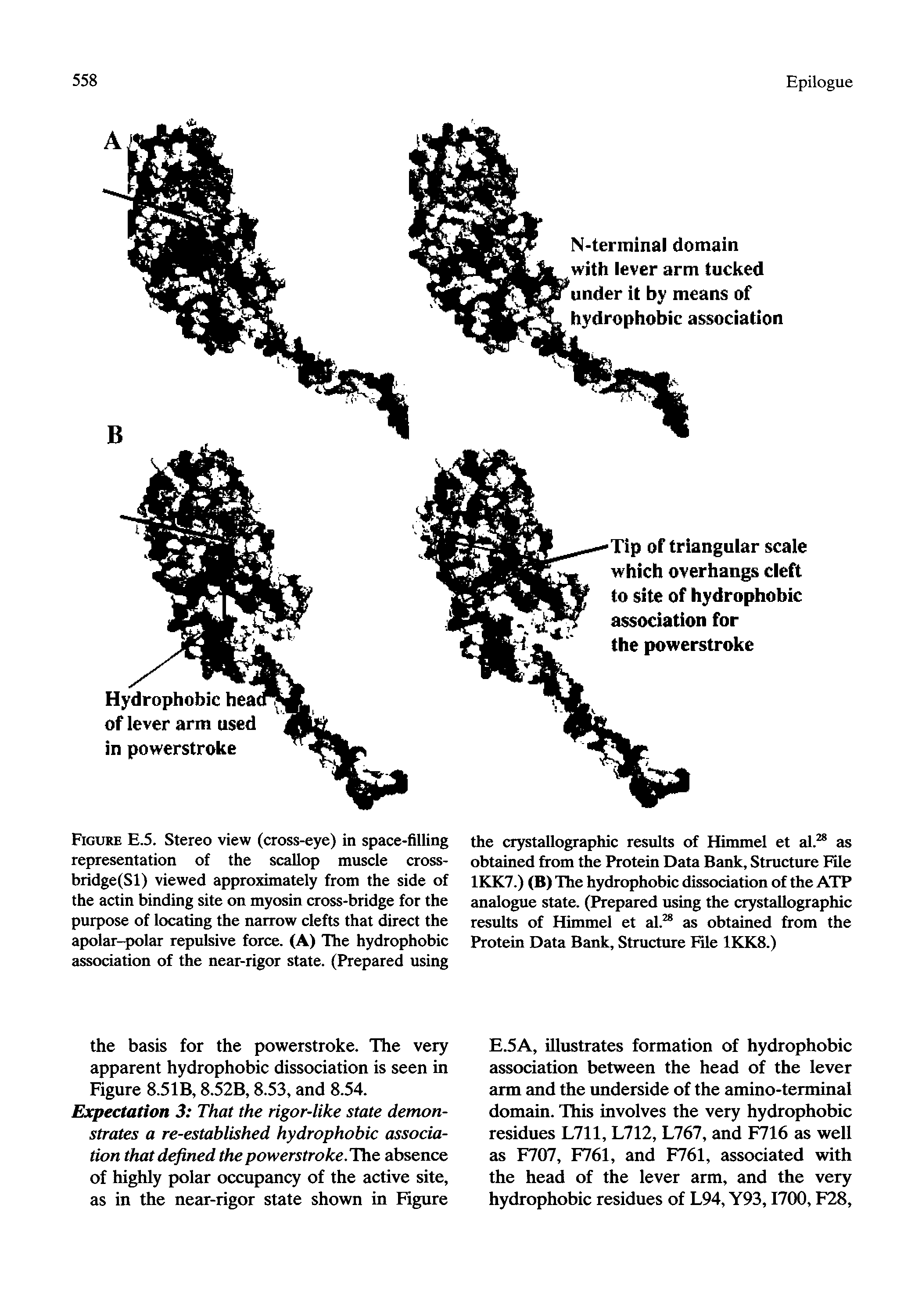 Figure E.5. Stereo view (cross-eye) in space-filling representation of the scallop muscle cross-bridge(Sl) viewed approximately from the side of the actin binding site on myosin cross-bridge for the purpose of locating the narrow clefts that direct the apolar-polar repulsive force. (A) The hydrophobic association of the near-rigor state. (Prepared using...