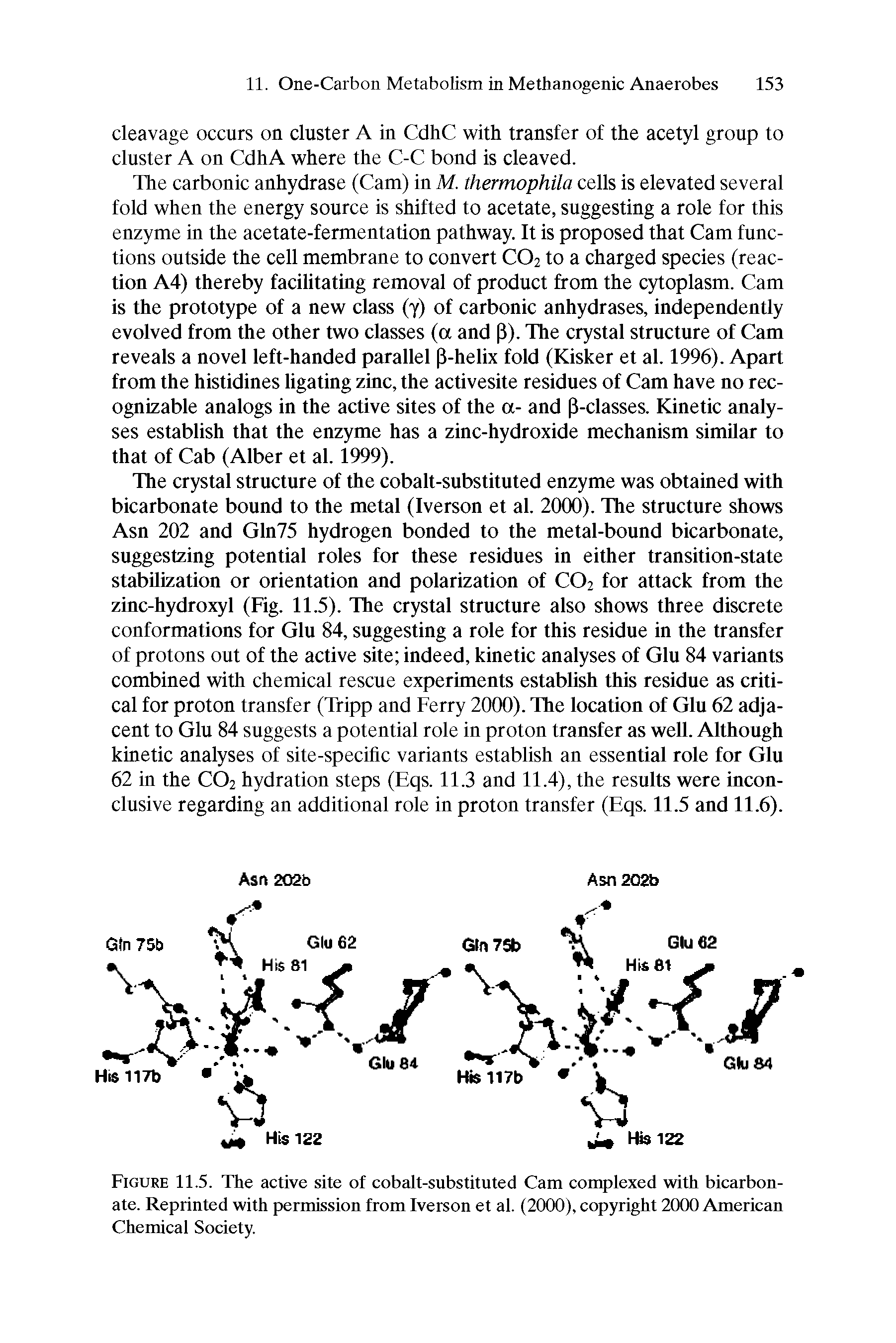 Figure 11.5. The active site of cobalt-substituted Cam complexed with bicarbonate. Reprinted with permission from Iverson et al. (2000), copyright 2000 American Chemical Society.