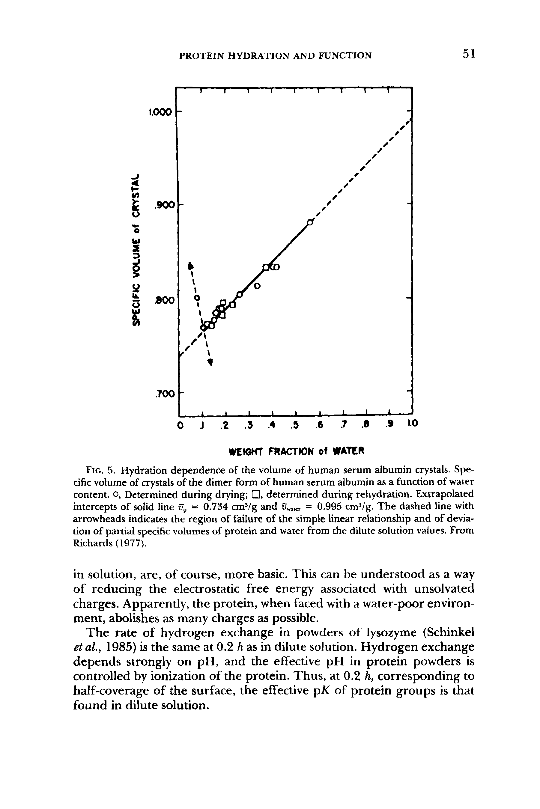 Fig. 5. Hydration dependence of the volume of human serum albumin crystals. Specific volume of crystals of the dimer form of human serum albumin as a function of water content, o, Determined during drying , determined during rehydration. Extrapolated intercepts of solid line Up = 0.734 cm /g and = 0.995 cm= /g. The dashed line with arrowheads indicates the region of failure of the simple linear relationship and of deviation of partial specific volumes of protein and water from the dilute solution values. From Richards (1977).