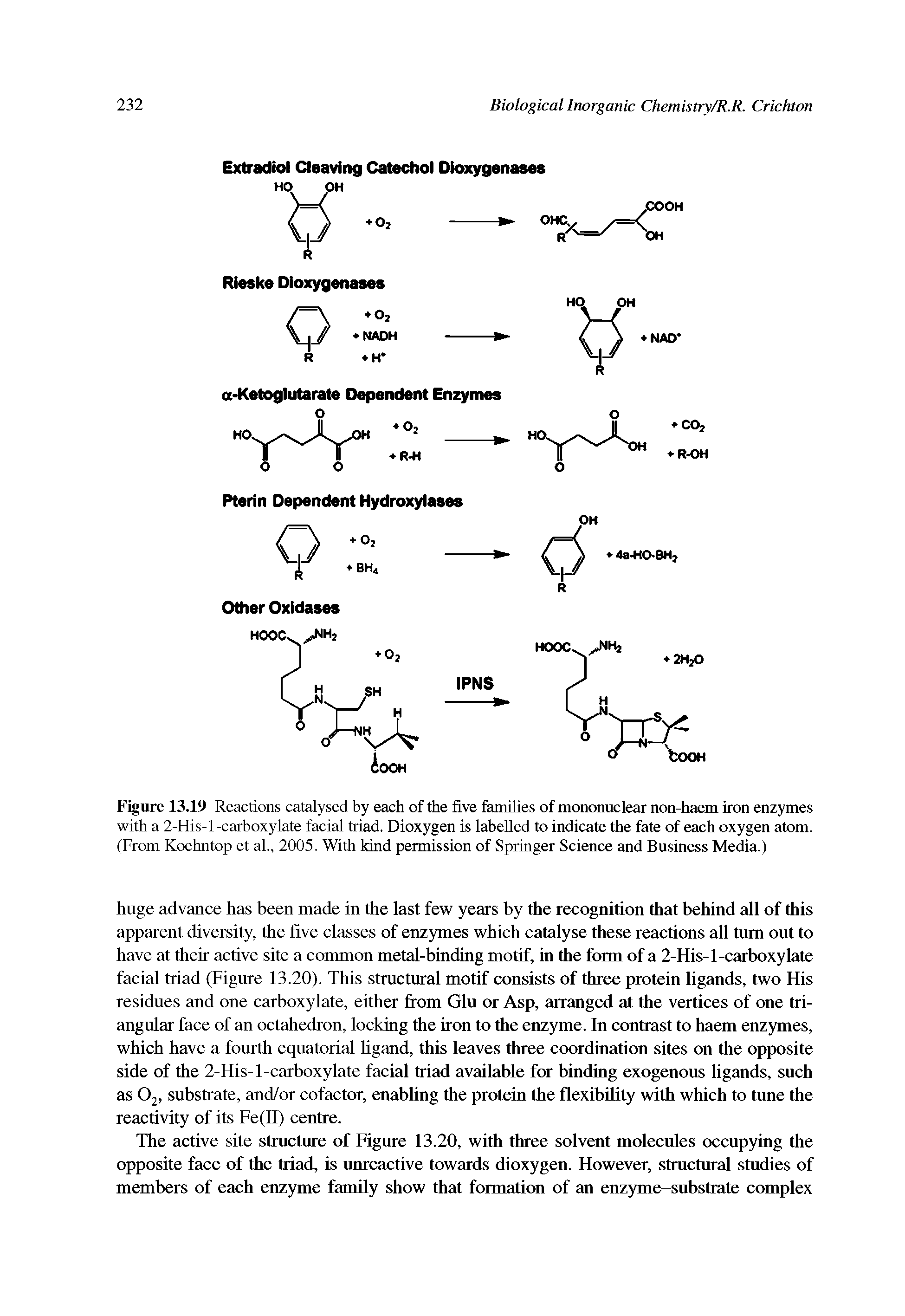 Figure 13.19 Reactions catalysed by each of the five families of mononuclear non-haem iron enzymes with a 2-His-l-carboxylate facial triad. Dioxygen is labelled to indicate the fate of each oxygen atom. (From Koehntop et al., 2005. With kind permission of Springer Science and Business Media.)...