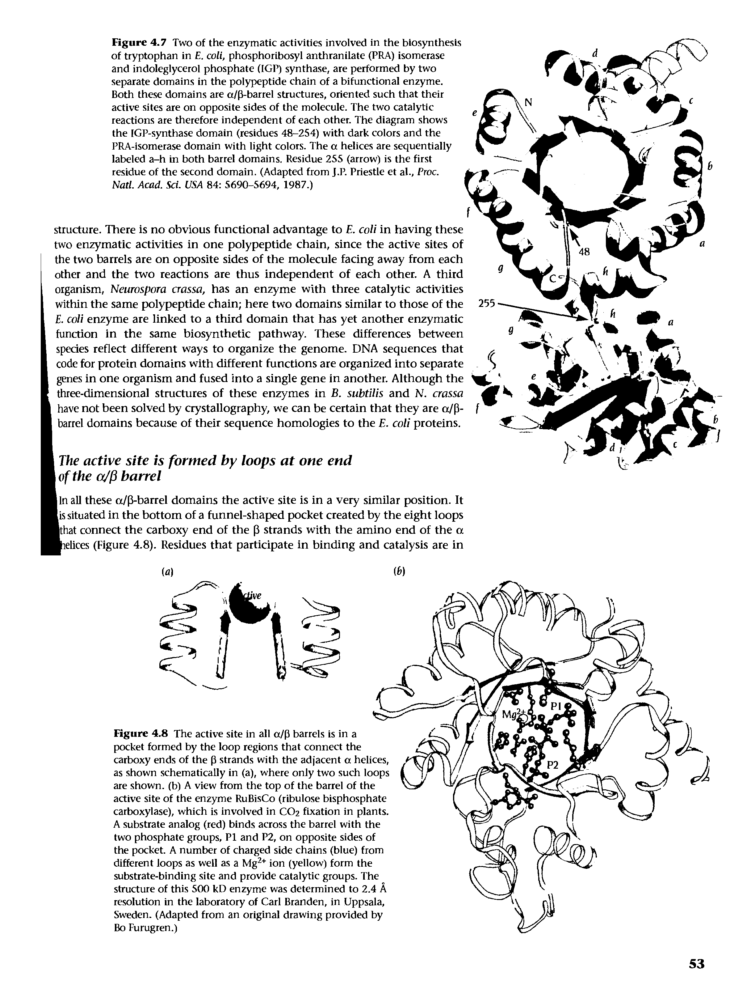 Figure 4.7 Two of the enzymatic activities involved in the biosynthesis of tryptophan in E. coli, phosphoribosyl anthranilate (PRA) isomerase and indoleglycerol phosphate (IGP) synthase, are performed by two separate domains in the polypeptide chain of a bifunctional enzyme. Both these domains are a/p-barrel structures, oriented such that their active sites are on opposite sides of the molecule. The two catalytic reactions are therefore independent of each other. The diagram shows the IGP-synthase domain (residues 48-254) with dark colors and the PRA-isomerase domain with light colors. The a helices are sequentially labeled a-h in both barrel domains. Residue 255 (arrow) is the first residue of the second domain. (Adapted from J.P. Priestle et al., Proc.