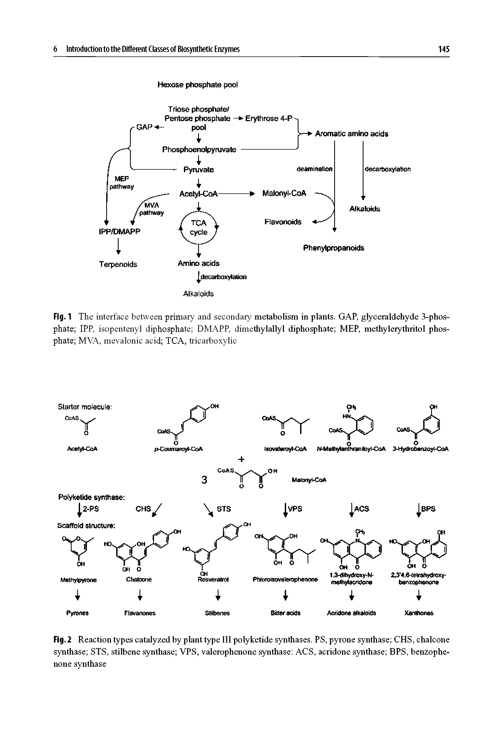 Fig. 2 Reaction types catalyzed by plant type III polyketide synthases. PS, pyrone synthase CHS, chalcone synthase STS, stilbene synthase VPS, valerophenone synthase ACS, acridone synthase BPS, benzophe-none synthase...