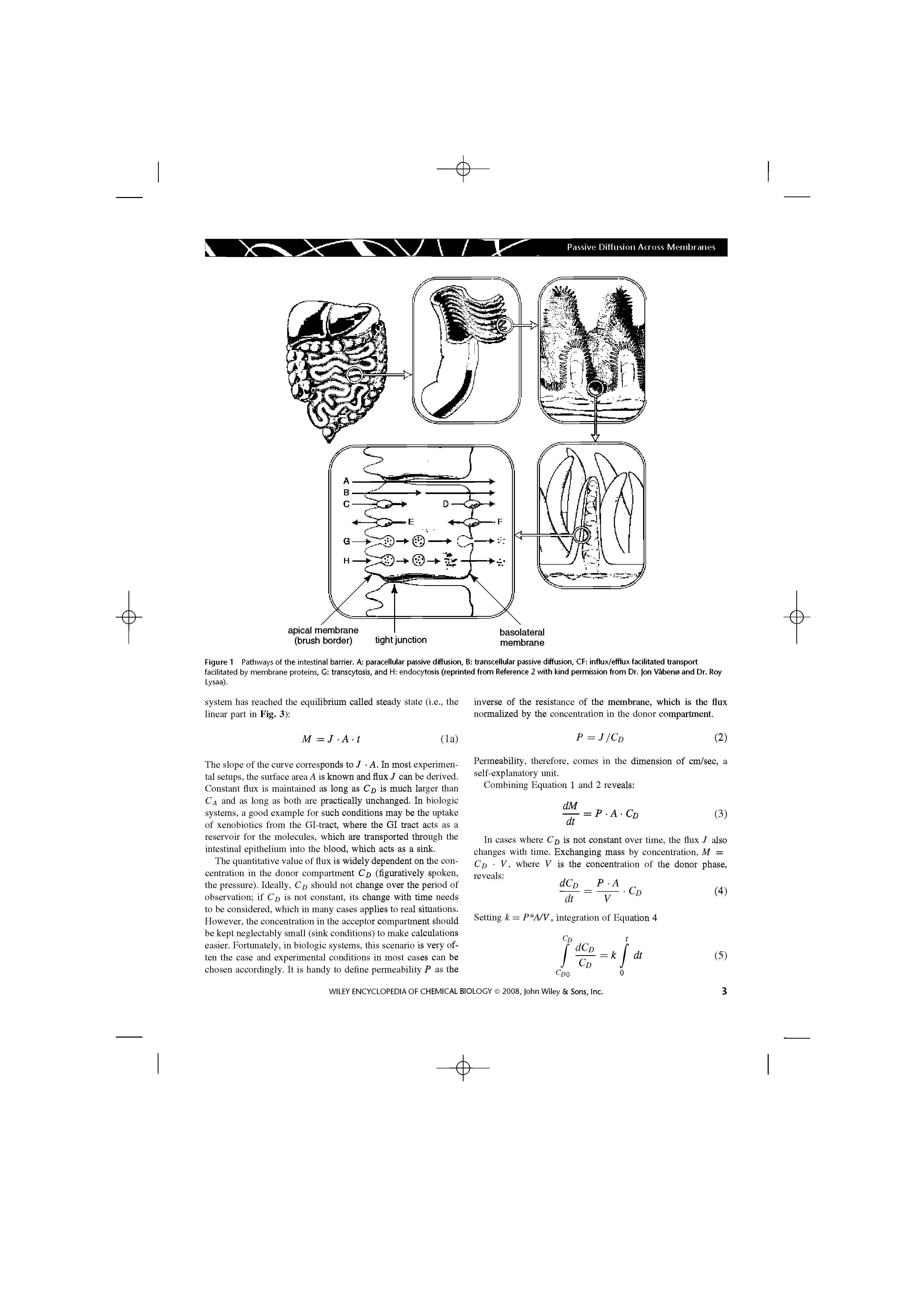 Figure 1 Pathways of the intestinal barrier. A paracellular passive diffusion, B transcellular passive diffusion, CF influx/efflux facilitated transport facilitated by membrane proteins, G transcytosis, and H endocytosis (reprinted from Reference 2 with kind permission from Dr. Jon Vabeno and Dr. Roy...