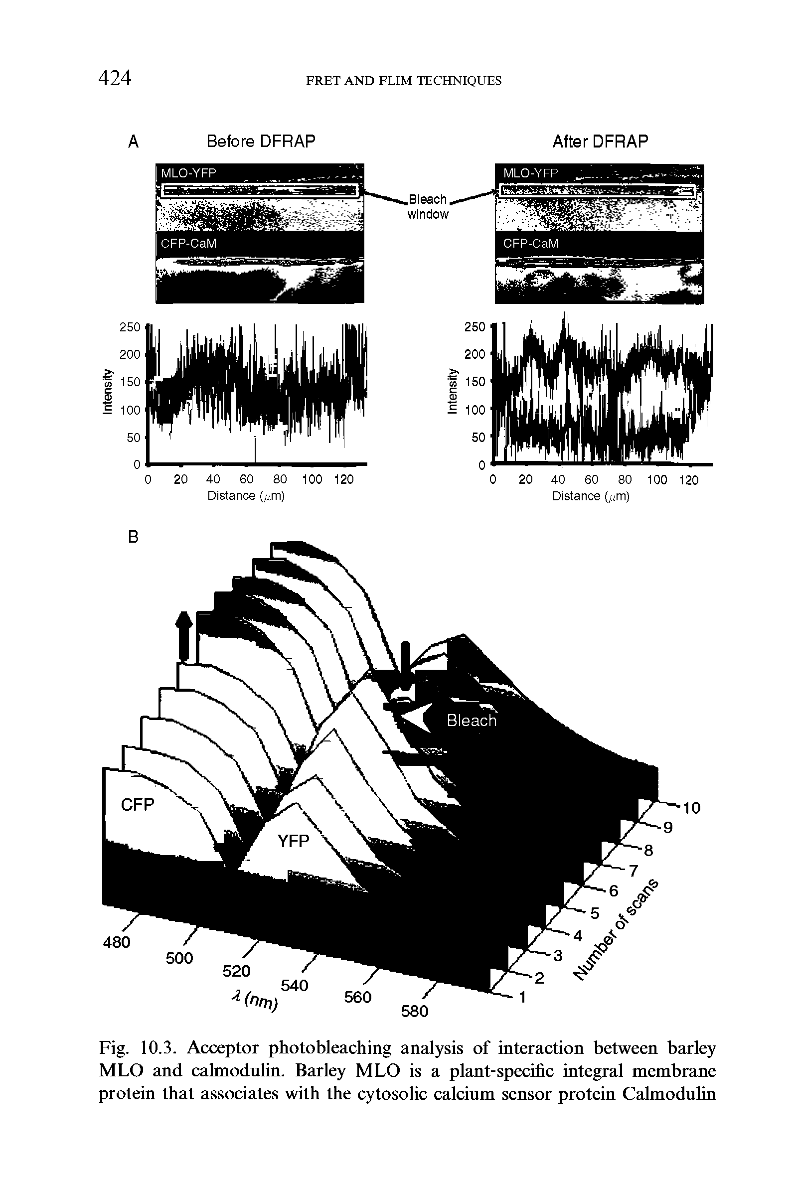 Fig. 10.3. Acceptor photobleaching analysis of interaction between barley MLO and calmodulin. Barley MLO is a plant-specific integral membrane protein that associates with the cytosolic calcium sensor protein Calmodulin...