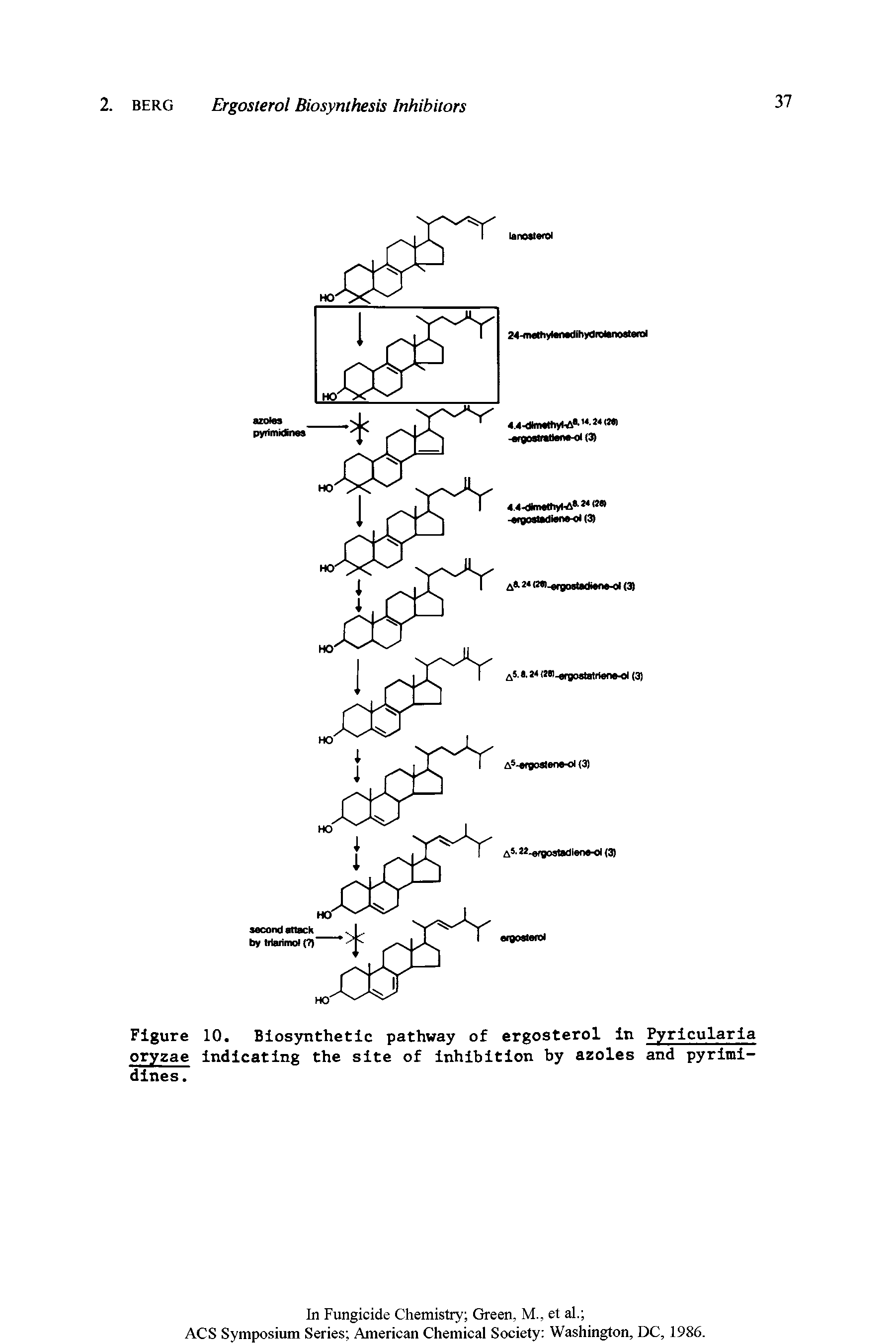 Figure 10. Biosynthetic pathway of ergosterol in Pyricularia oryzae indicating the site of inhibition by azoles and pyrimidines.