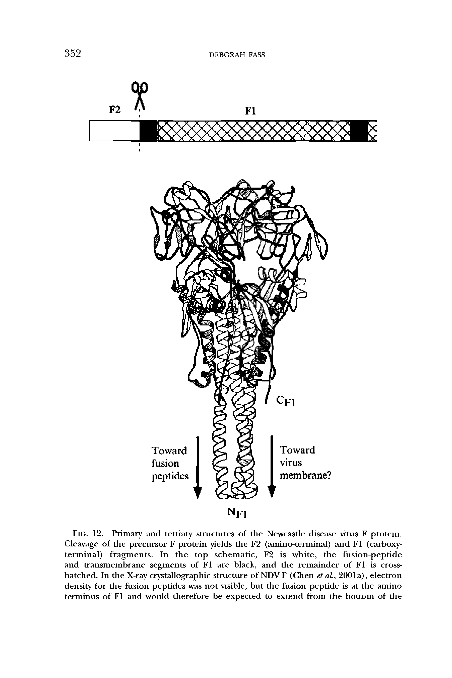 Fig. 12. Primary and tertiary structures of the Newcastle disease virus F protein. Cleavage of the precursor F protein yields the F2 (amino-terminal) and FI (carboxy-terminal) fragments. In the top schematic, F2 is white, the fusion-peptide and transmembrane segments of FI are black, and the remainder of FI is cross-hatched. In the X-ray crystallographic structure of NDV-F (Chen et at, 2001a), electron density for the fusion peptides was not visible, but the fusion peptide is at the amino terminus of FI and would therefore be expected to extend from the bottom of the...