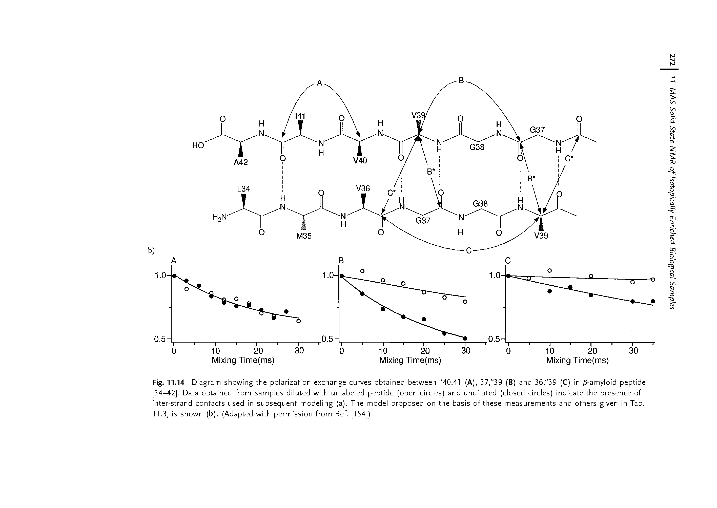 Fig. 11.14 Diagram showing the polarization exchange curves obtained between 40,41 (A), 37, 39 (B) and 36, 39 (C) in /7-amyloid peptide [34-42]. Data obtained from samples diluted with unlabeled peptide (open circles) and undiluted (closed circles) indicate the presence of inter-strand contacts used in subsequent modeling (a). The model proposed on the basis of these measurements and others given in Tab. 11.3, is shown (b). (Adapted with permission from Ref. [154]).