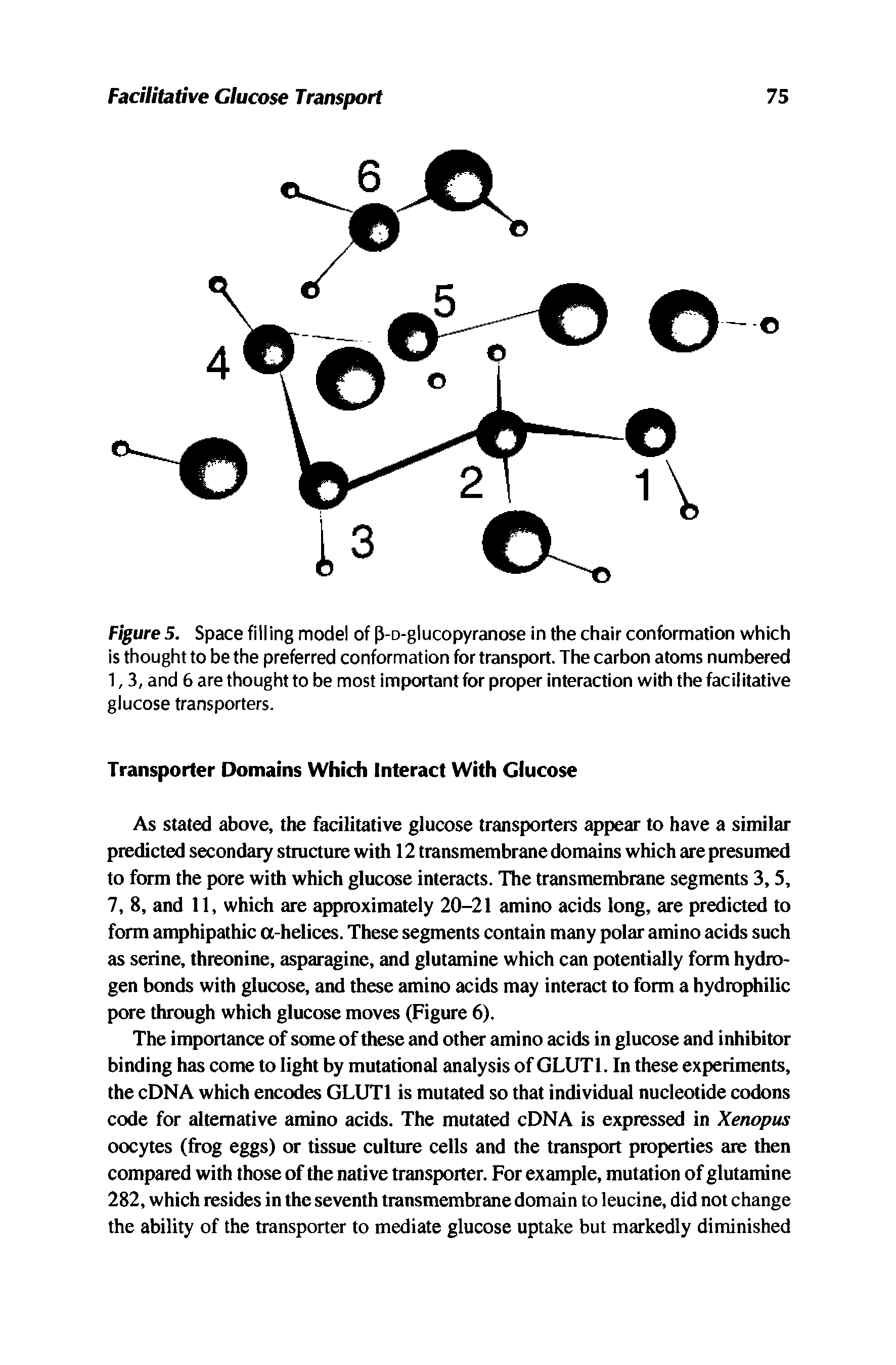 Figure 5. Space filling model of -D-glucopyranose in the chair conformation which is thought to be the preferred conformation for transport. The carbon atoms numbered 1,3, and 6 are thought to be most important for proper interaction with the facilitative glucose transporters.