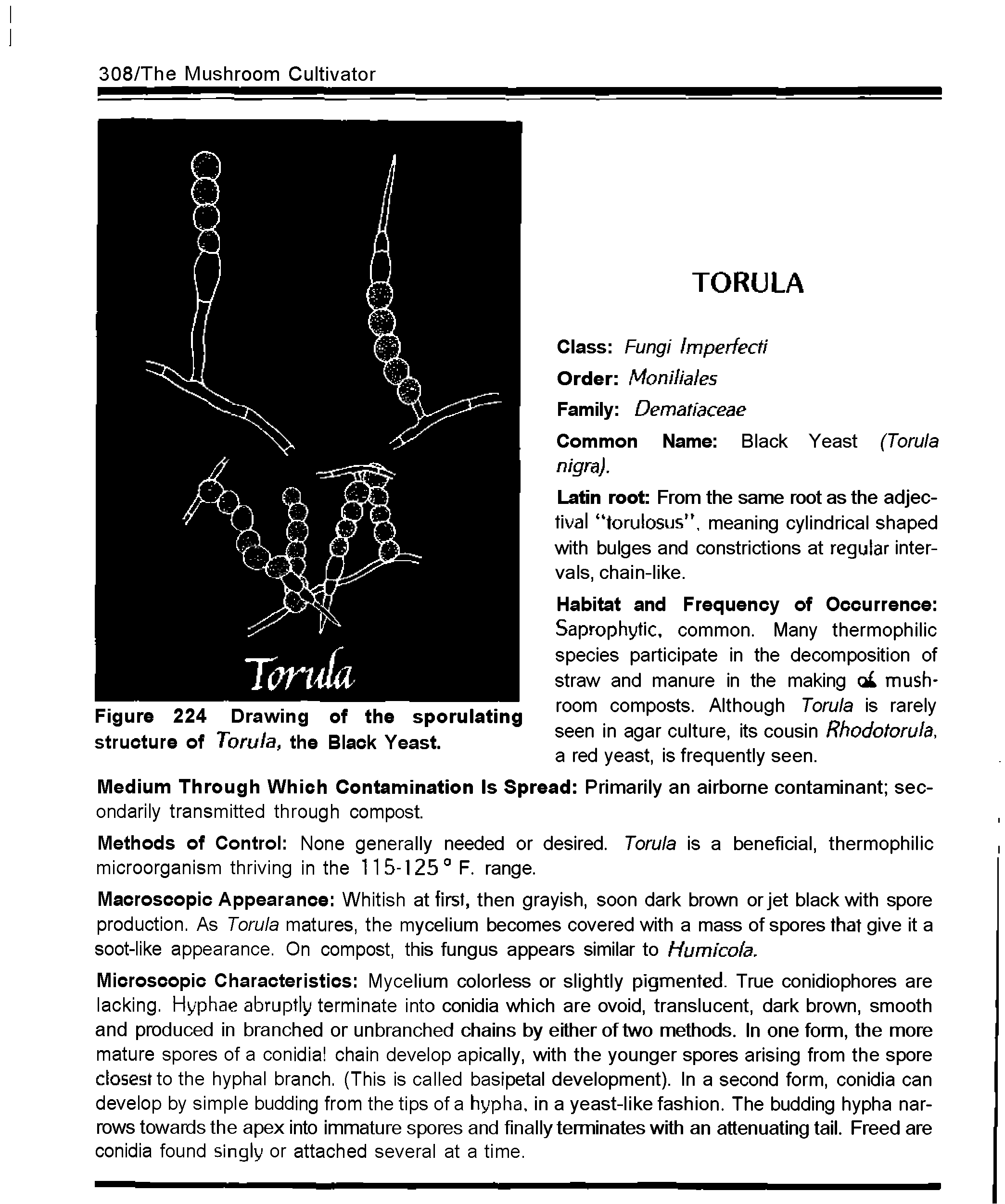 Figure 224 Drawing cf the sporulating structure of Torula, the Black Yeast.