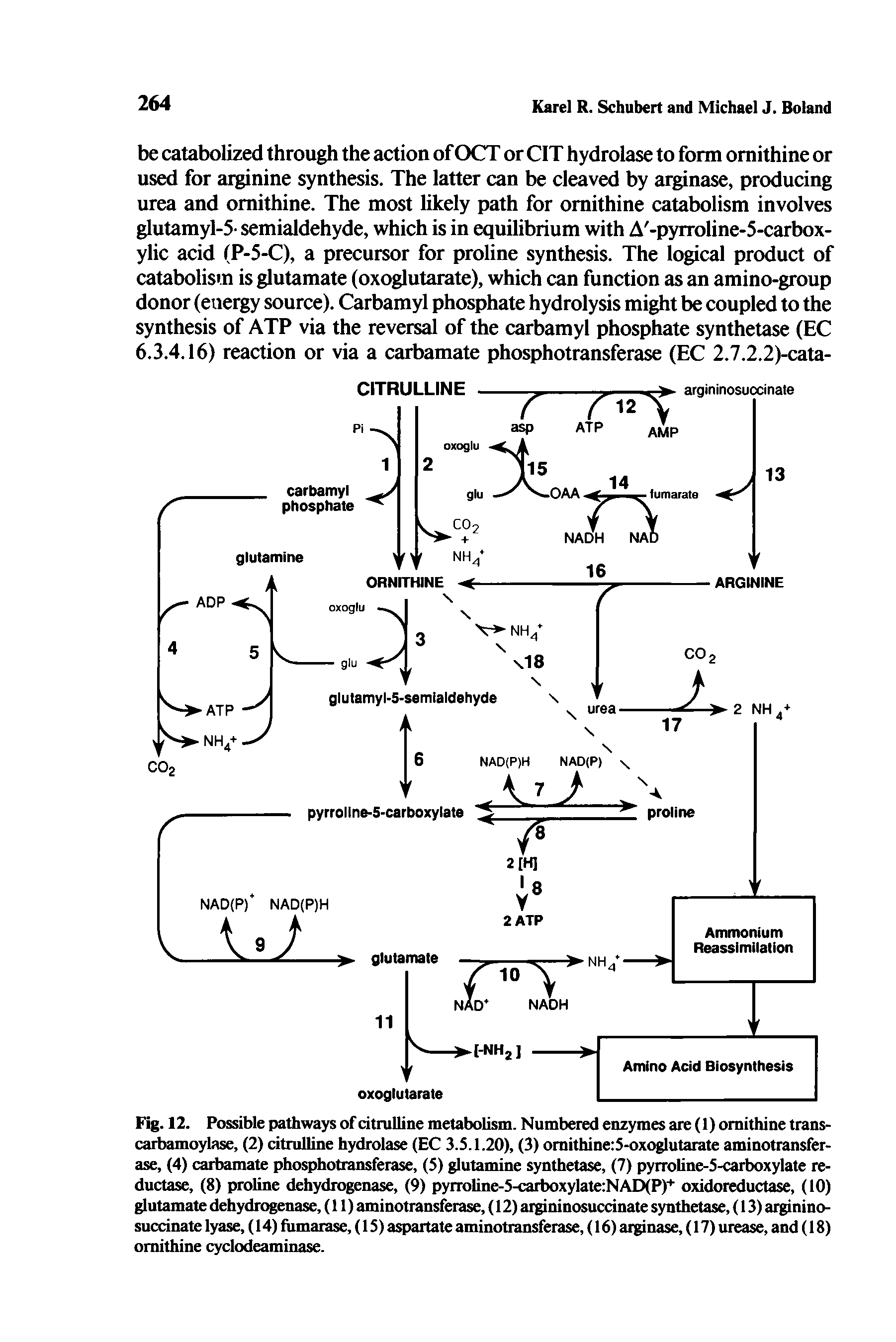 Fig. 12. Possible pathways of citniUine metabolism. Numbered enzymes are (1) ornithine trans-carbamoylase, (2) citrulline hydrolase (EC 3.5.1.20), (3) omithinerS-oxoglutatate aminotransferase, (4) carbamate phosphotransferase, (5) glutamine synthetase, (7) pyrroline-S-carboxylate reductase, (8) proline dehydrogenase, (9) pyiToline-S-carboxylate NAD(P) oxidoreductase, (10) glutamate dehydrogenase, (11) aminotransferase, (12) argininosuccinate synthetase, (13) arginino-succinate lyase, (14) fiimaiase, (IS) aspartate aminotransferase, (16) aiginase, (17) urease, and (18) ornithine cyclodeaminase.