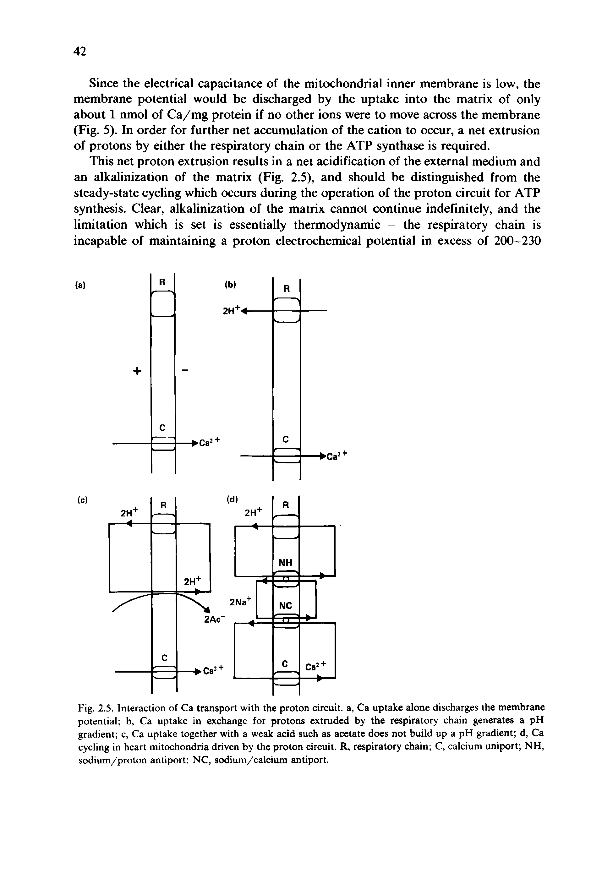 Fig. 2.5. Interaction of Ca transport with the proton circuit, a, Ca uptake alone discharges the membrane potential b, Ca uptake in exchange for protons extruded by the respiratory chain generates a pH gradient c, Ca uptake together with a weak acid such as acetate does not build up a pH gradient d, Ca cycling in heart mitochondria driven by the proton circuit. R, respiratory chain C, calcium uniport NH, sodium/proton antiport NC, sodium/calcium antiport.