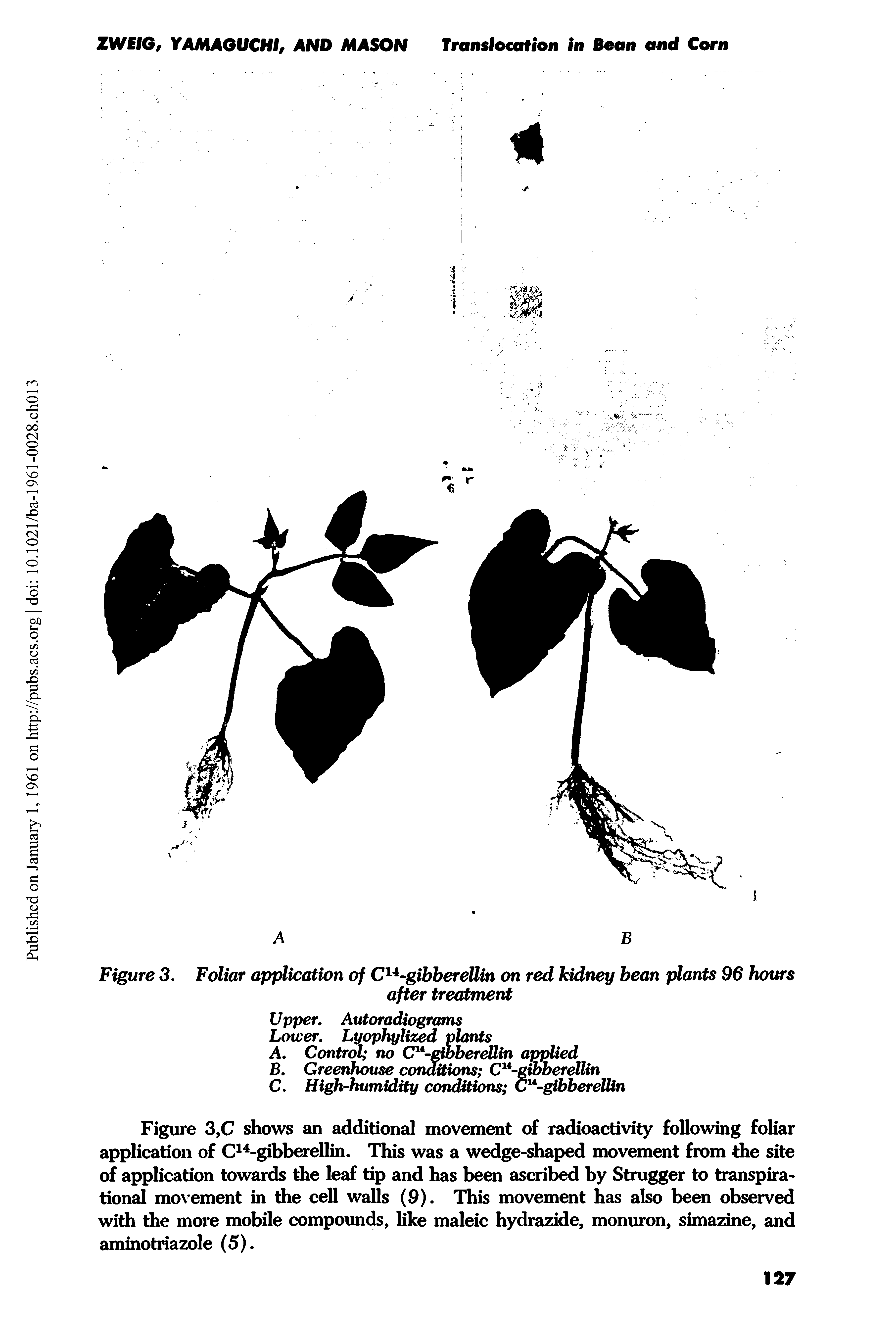 Figure 3. Foliar application of Cu-gibberettin on red kidney bean plants 96 hours...