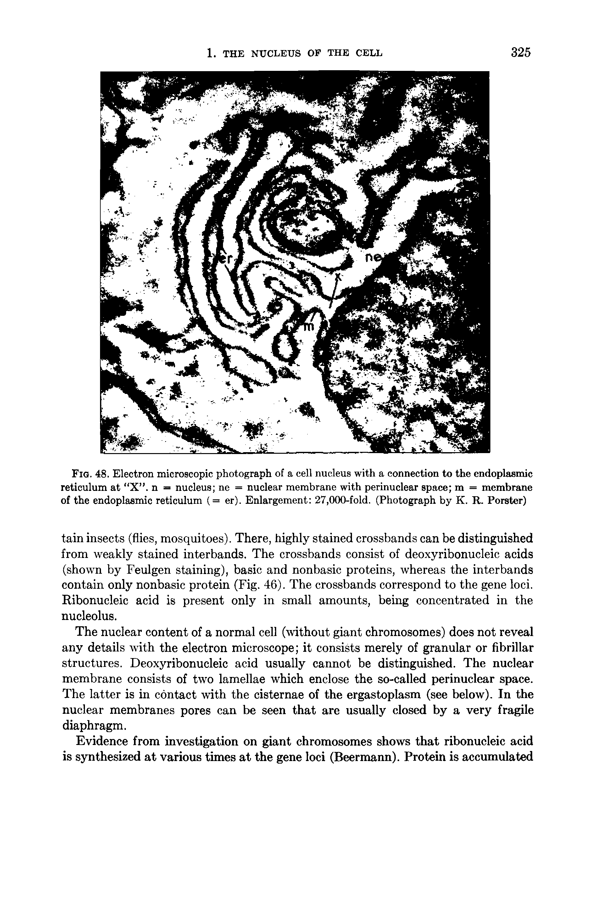 Fig. 48. Electron microscopic photograph of a cell nucleus with a connection to the endoplasmic reticulum at X . n nucleus ne = nuclear membrane with perinuclear space m = membrane of the endoplasmic reticulum (= er). Enlargement 27,000-fold. (Photograph by K. R. Porster)...