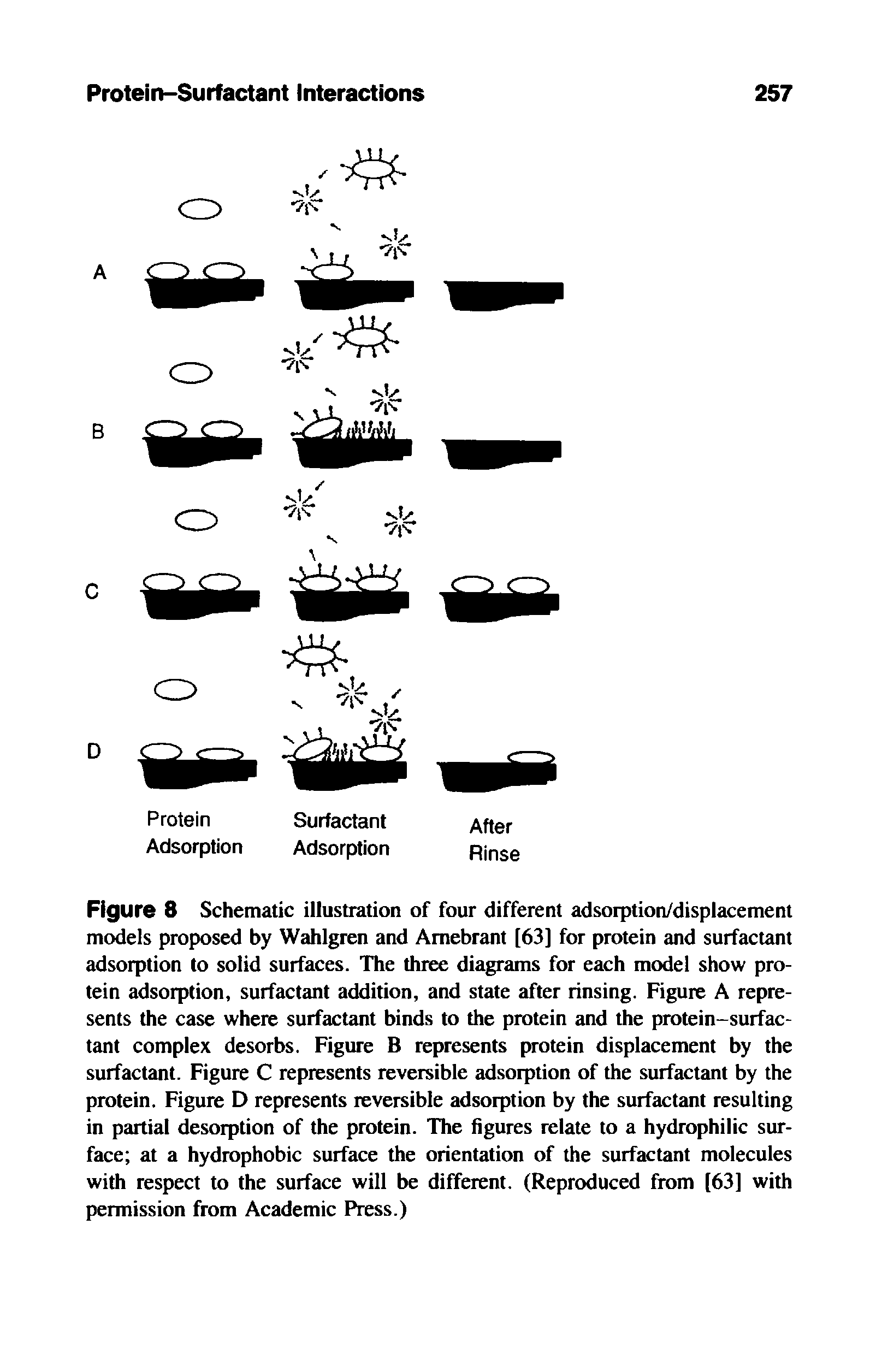 Figure 8 Schematic illustration of four different adsorption/displacement models proposed by Wahlgren and Amebrant [63] for protein and surfactant adsorption to solid surfaces. The three diagrams for each model show protein adsorption, surfactant addition, and state after rinsing. Figure A represents the case where surfactant binds to the protein and the protein-surfactant complex desorbs. Figure B represents protein displacement by the surfactant. Figure C represents reversible adsorption of the surfactant by the protein. Figure D represents reversible adsorption by the surfactant resulting in partial desorption of the protein. The figures relate to a hydrophilic surface at a hydrophobic surface the orientation of the surfactant molecules with respect to the surface will be different. (Reproduced from [63] with permission from Academic Press.)...