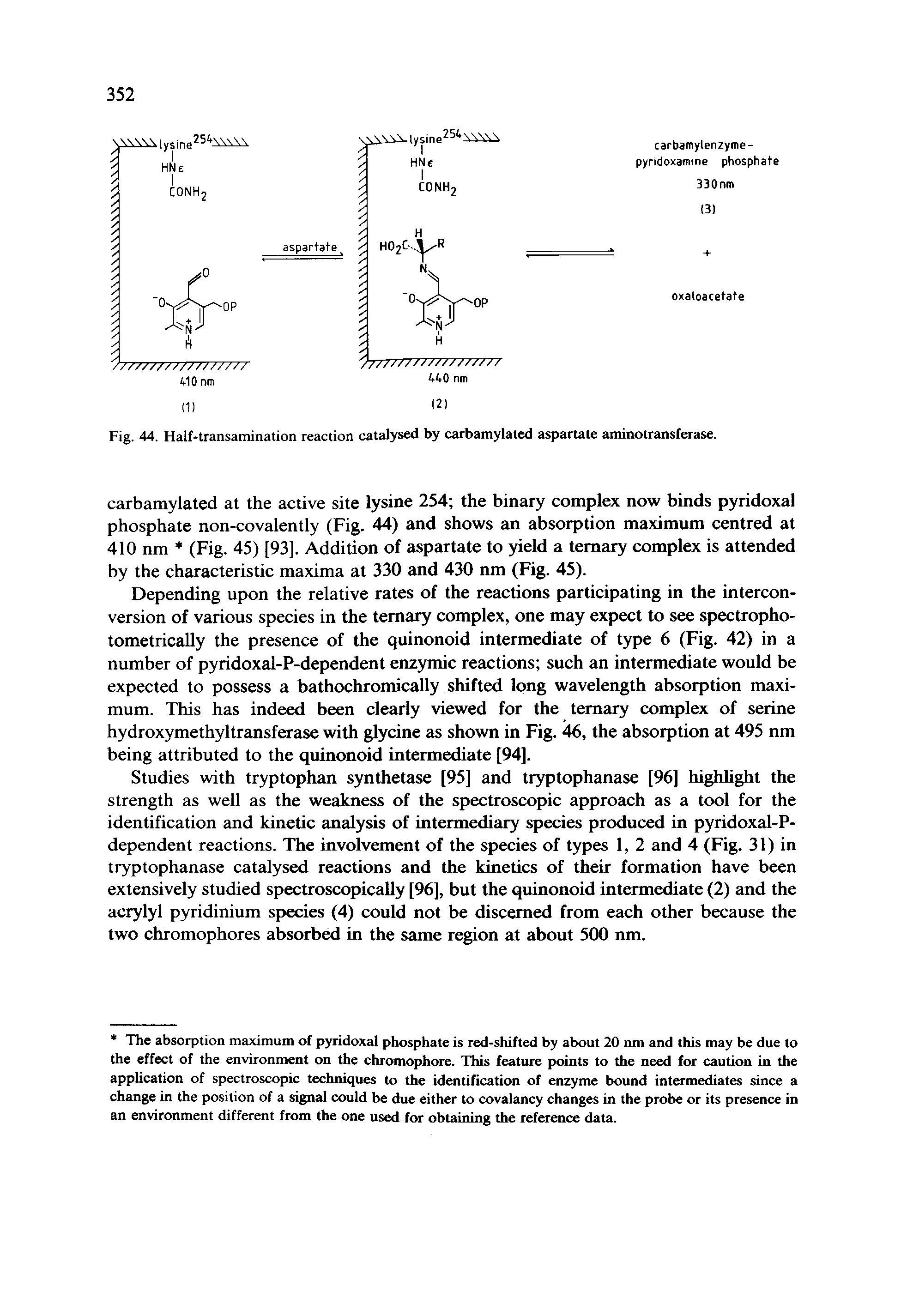 Fig. 44. Half-transamination reaction catalysed by carbamylated aspartate aminotransferase.