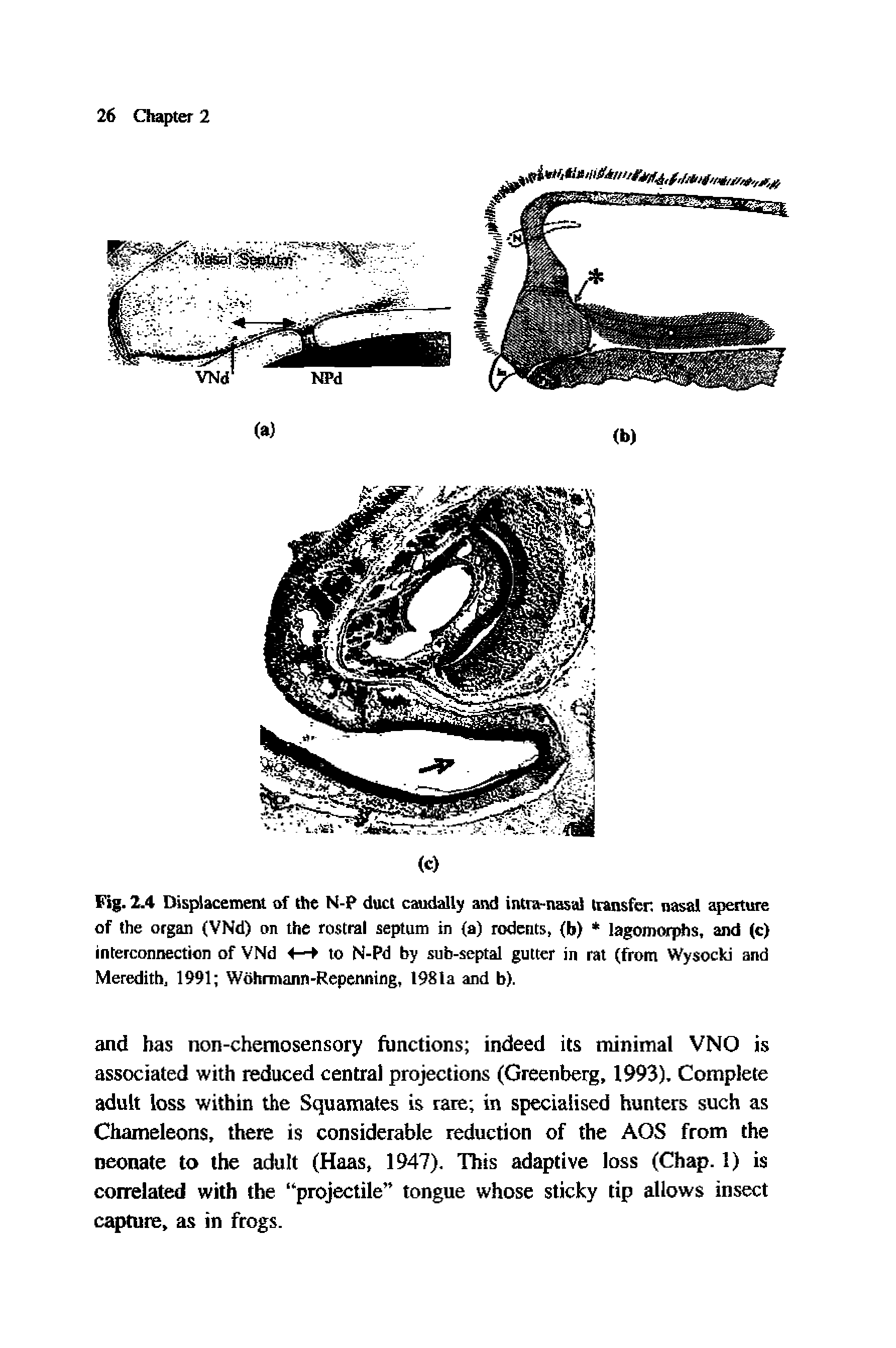 Fig. 2.4 Displacement of the N-P duct caudally and intra-nasai transfer nasal aperture of the organ (VNd) on the rostral septum in (a) rodents, (b) lagomorphs, and (c) interconnection of VNd i— to N-Pd by sub-septal gutter in rat (from Wysocki and Meredith, 1991 Wohrmann-Repenning, 1981a and b).