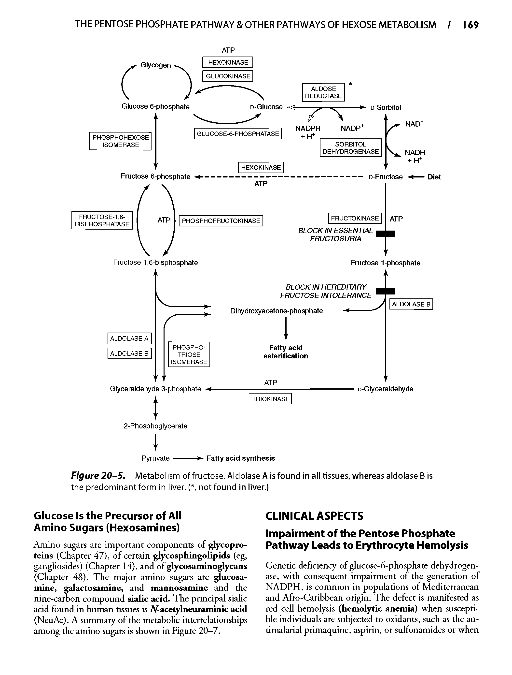 Figure 20-5. Metabolism of fructose. Aldolase A is found in all tissues, whereas aldolase B is the predominant form in liver. (, not found in liver.)...