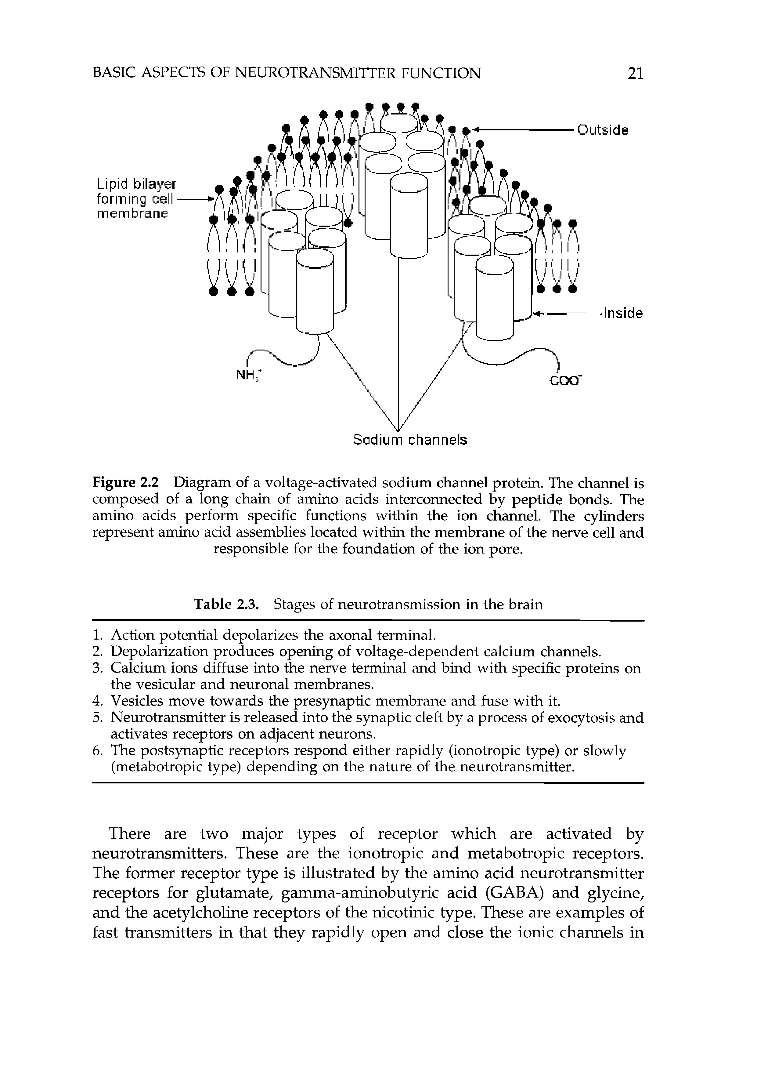 Figure 2.2 Diagram of a voltage-activated sodium channel protein. The channel is composed of a long chain of amino acids intercormected by peptide bonds. The amino acids perform specific functions within the ion channel. The cylinders represent amino acid assemblies located within the membrane of the nerve cell and responsible for the foundation of the ion pore.